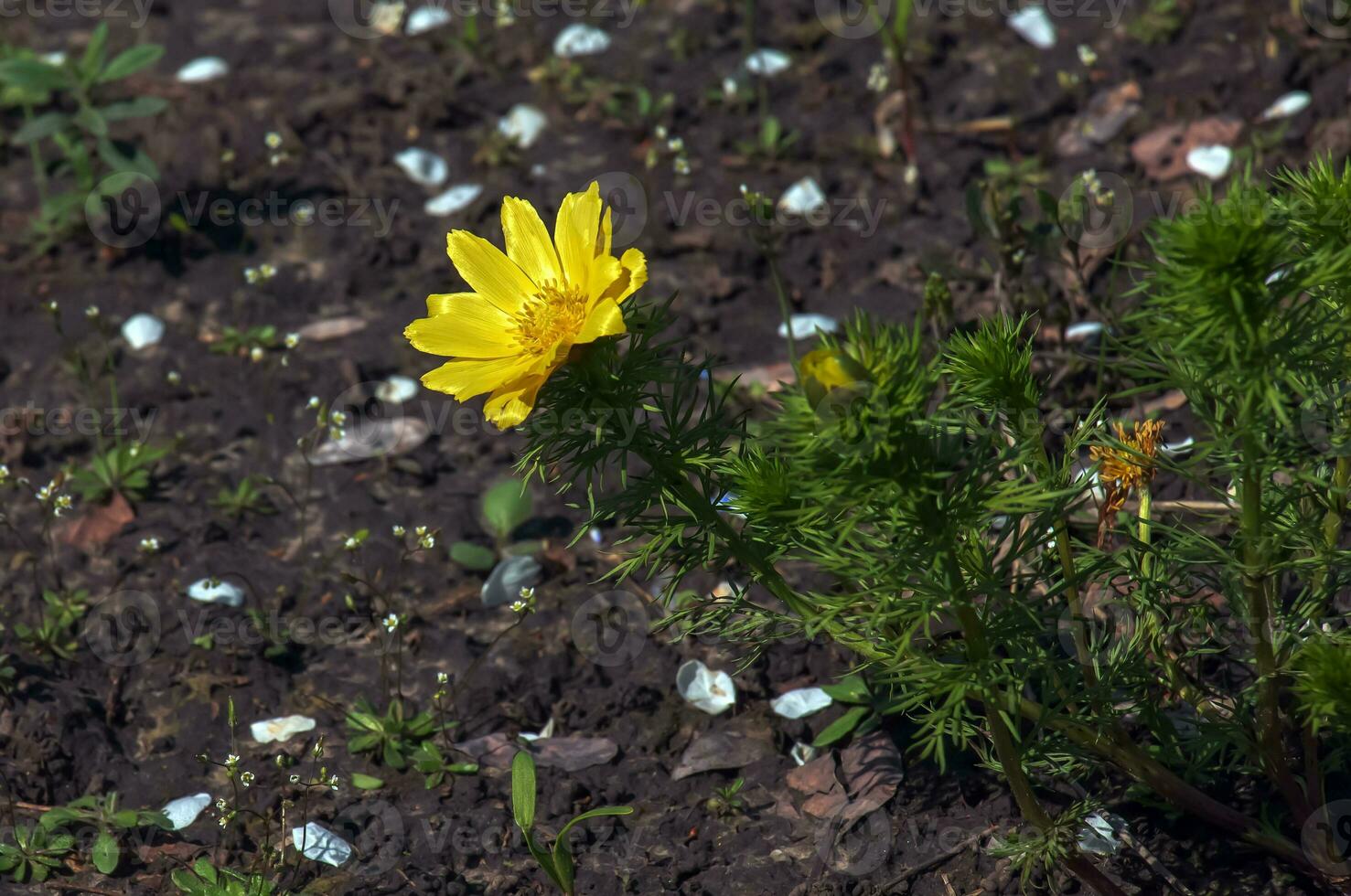 Pheasant's eye, or yellow pheasant's eye in Latin Adonis vernalis L. Blooms in the spring garden. photo