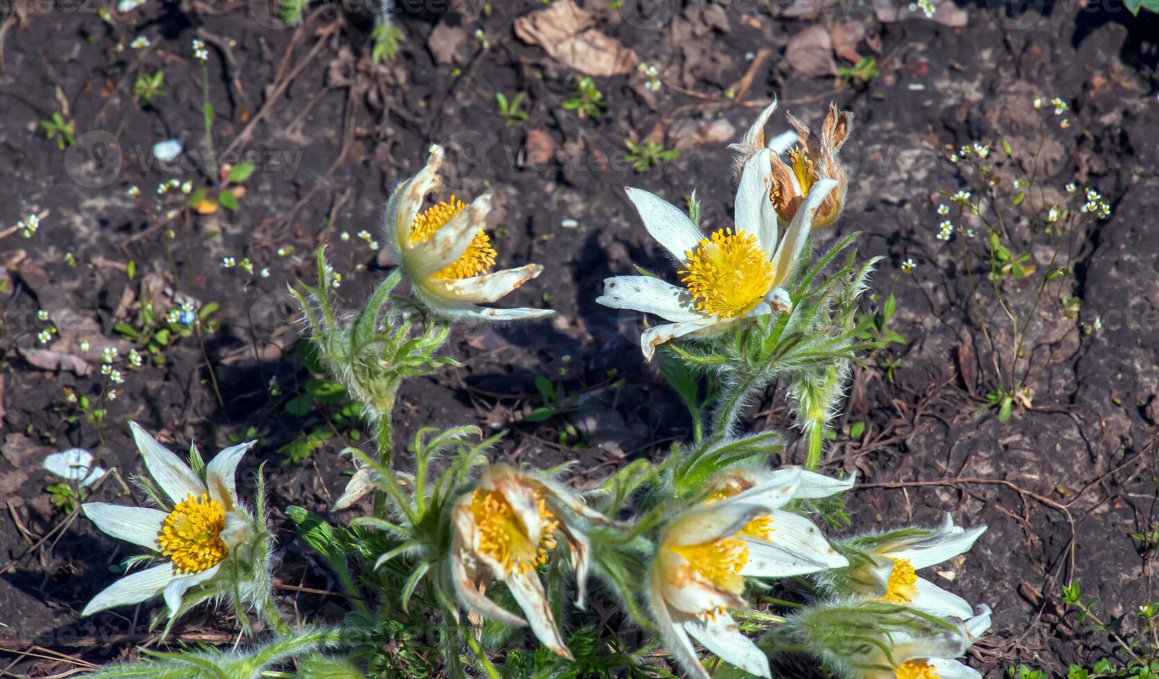 Beautiful Pulsatilla vulgaris in the garden in spring. Pulsatilla vulgaris, pasqueflower, is a species of flowering plant belonging to the buttercup family, Ranunculaceae. photo