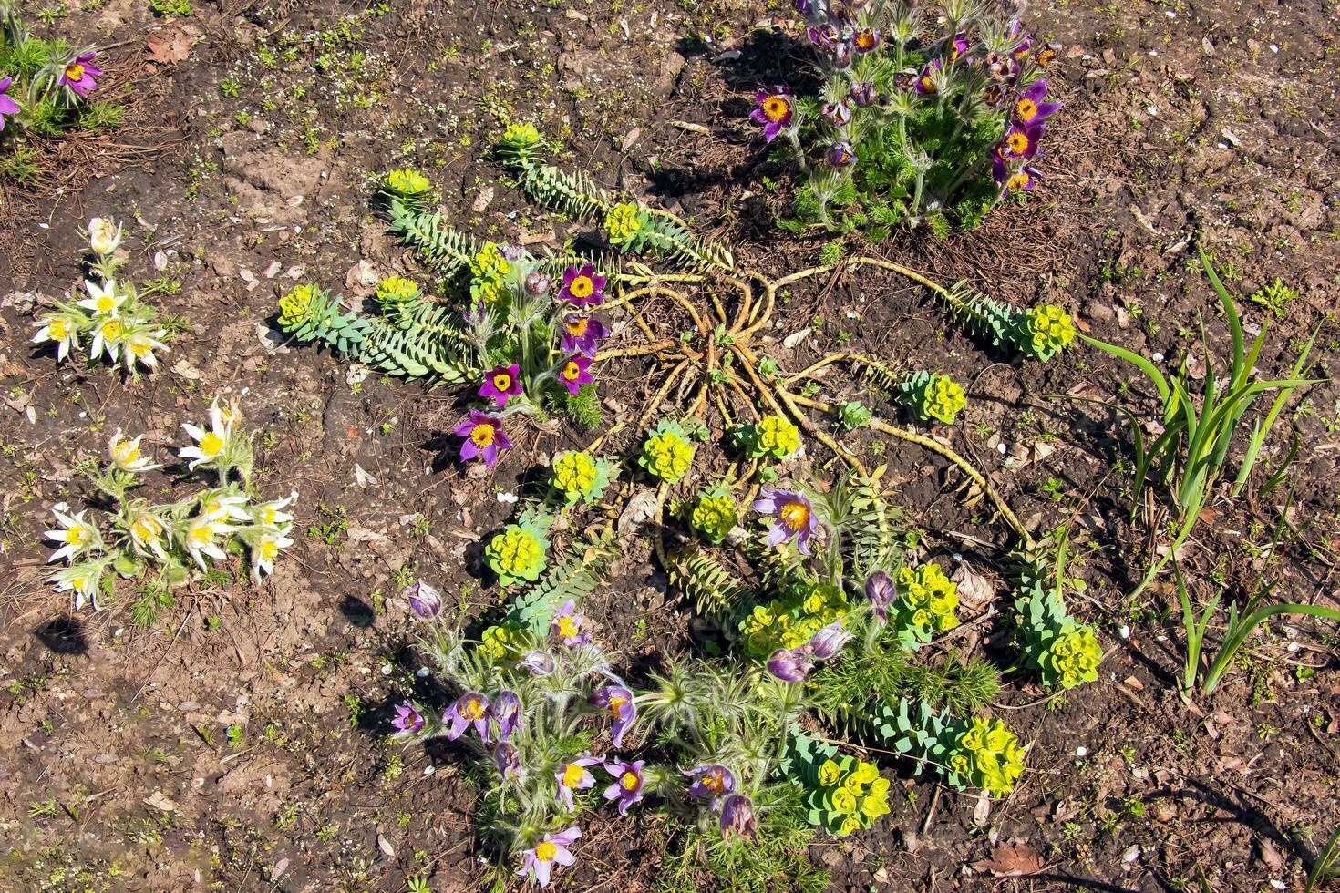 Beautiful Pulsatilla vulgaris in the garden in spring. Pulsatilla vulgaris, pasqueflower, is a species of flowering plant belonging to the buttercup family, Ranunculaceae. photo