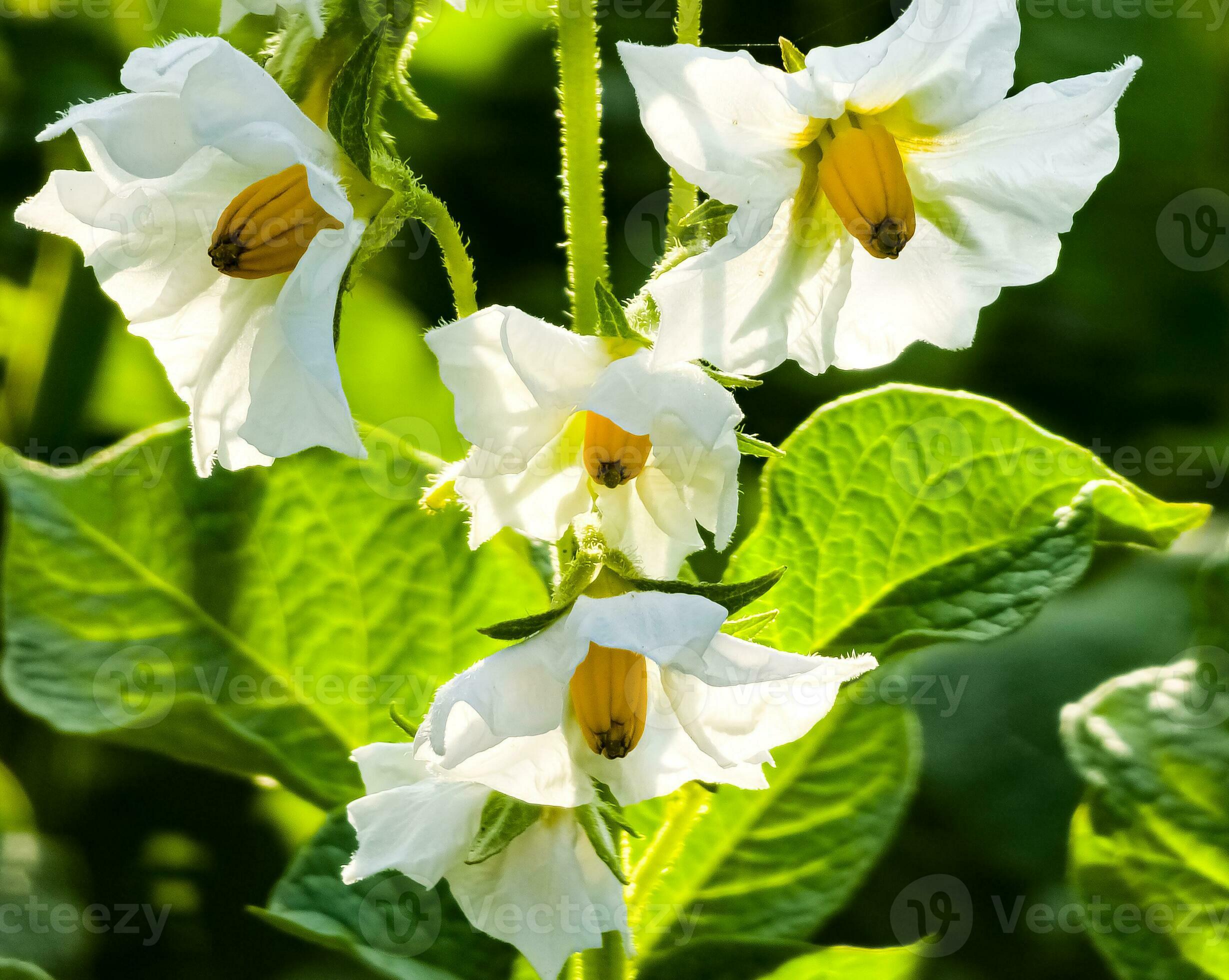 Flowering potatoes. Potato flowers blossom in sunlight grow in plant