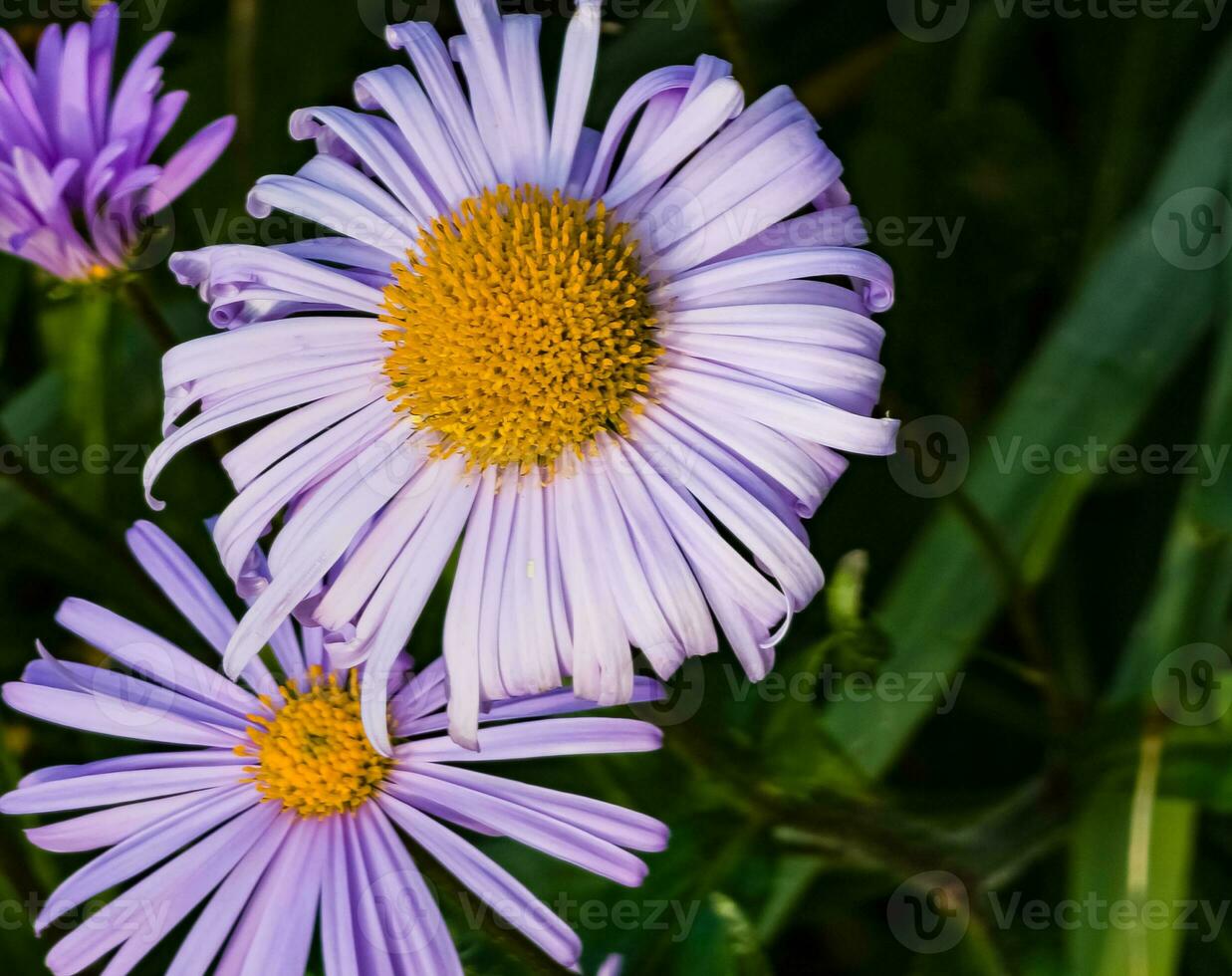 aster alpinus yo alpino manzanilla. hermosa púrpura flor en el jardín. foto