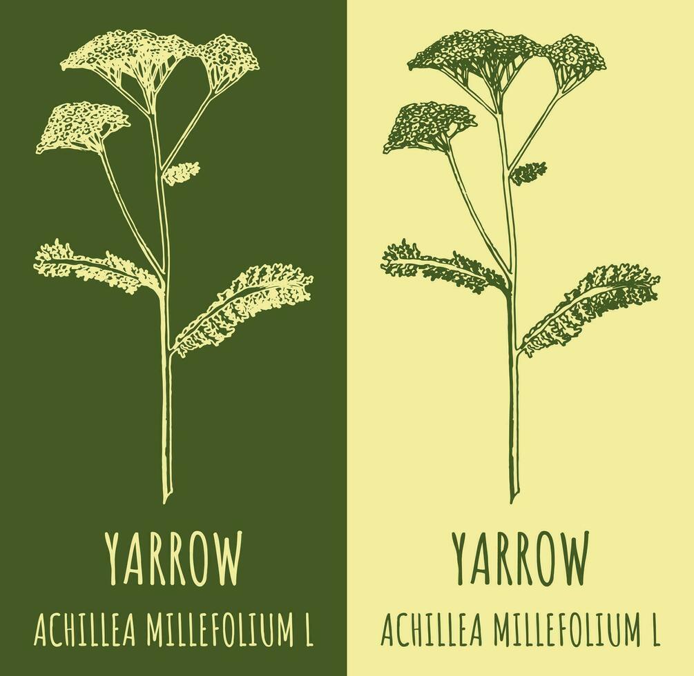 Vector drawings COMMON YARROW. Hand drawn illustration. Latin name ACHILLEA MILLEFOLIUM L.