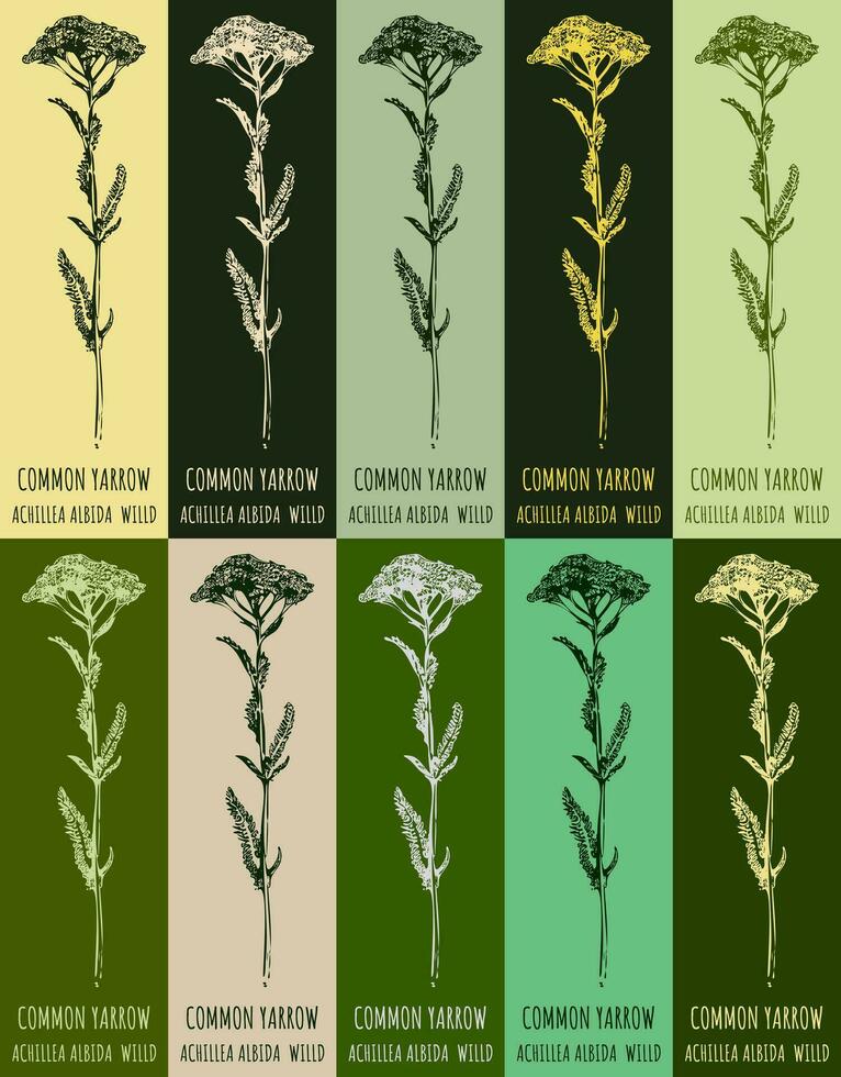 Set of vector drawing of COMMON YARROW  in various colors. Hand drawn illustration. Latin name ACHILLEA MILLEFOLIUM L.