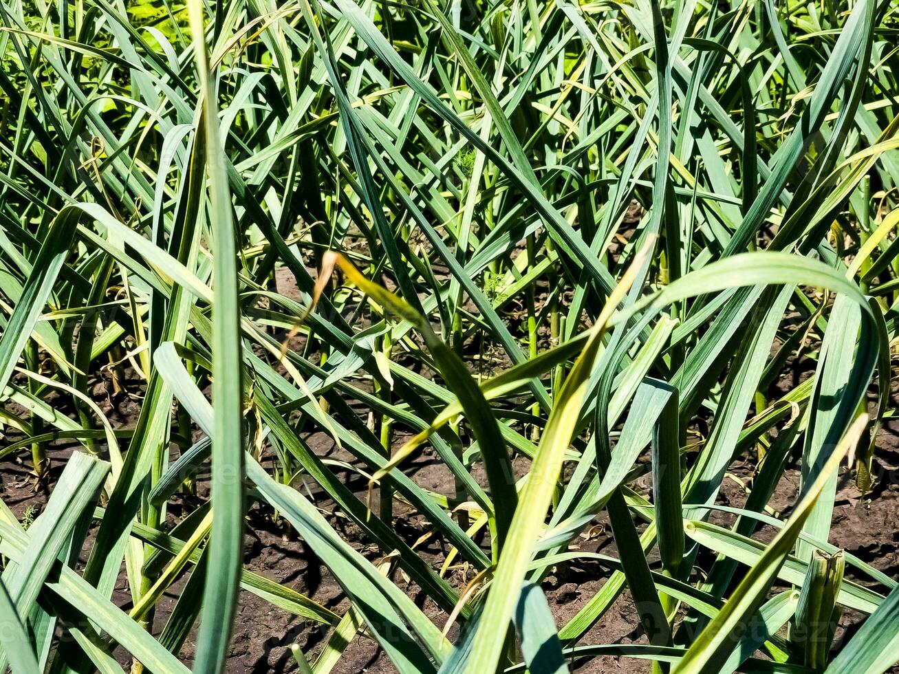 Garlic grows on the garden bed. Agricultural field with several rows of garlic. photo