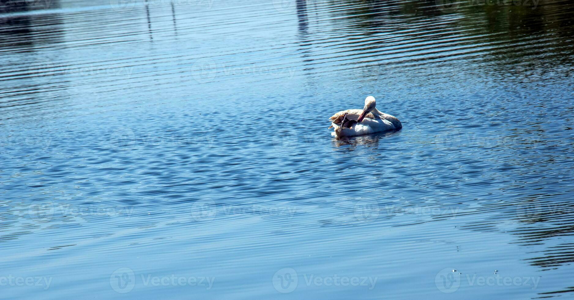 Whooper swan, Cygnus cygnus. Lonely bird on the water. A wild swan swims on the surface of the river. photo