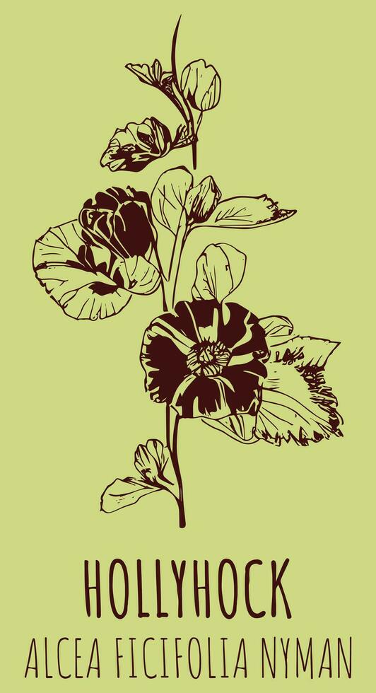 Vector drawings HOLLYHOCK. Hand drawn illustration. Latin name ALCEA FICIFOLIA .