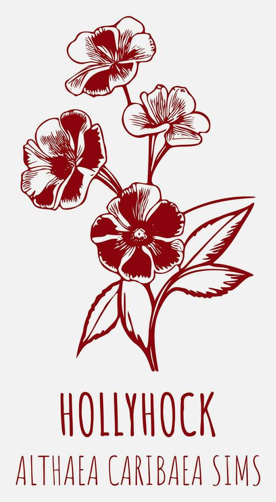 Vector drawings HOLLYHOCK. Hand drawn illustration. Latin name ALCEA FICIFOLIA .