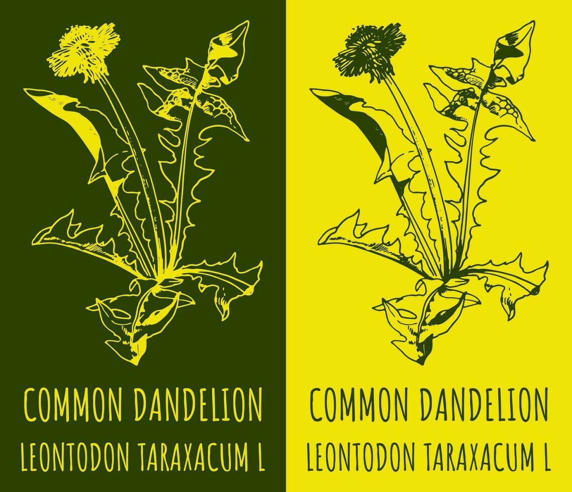 Vector drawings COMMON DANDELION. Hand drawn illustration. Latin name LEONTODON TARAXACUM L.