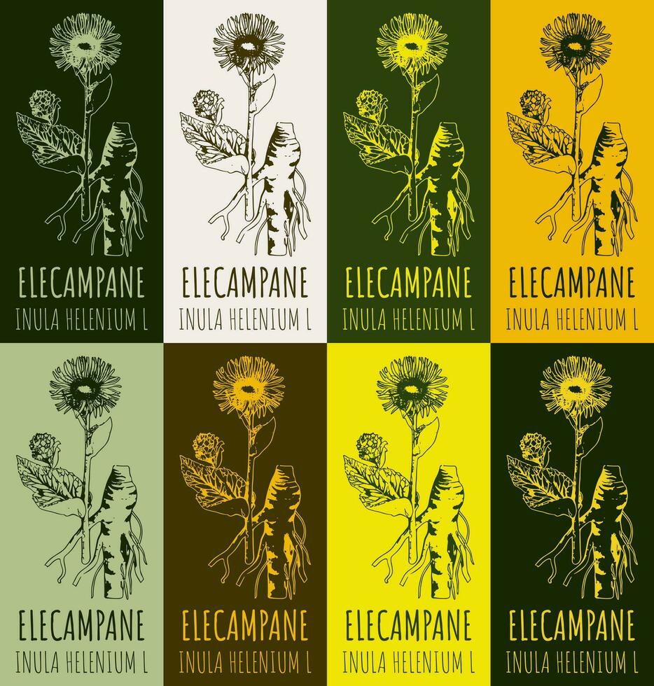 Set of vector drawing of ELECAMPANE  in various colors. Hand drawn illustration. Latin name Inula helenium L.