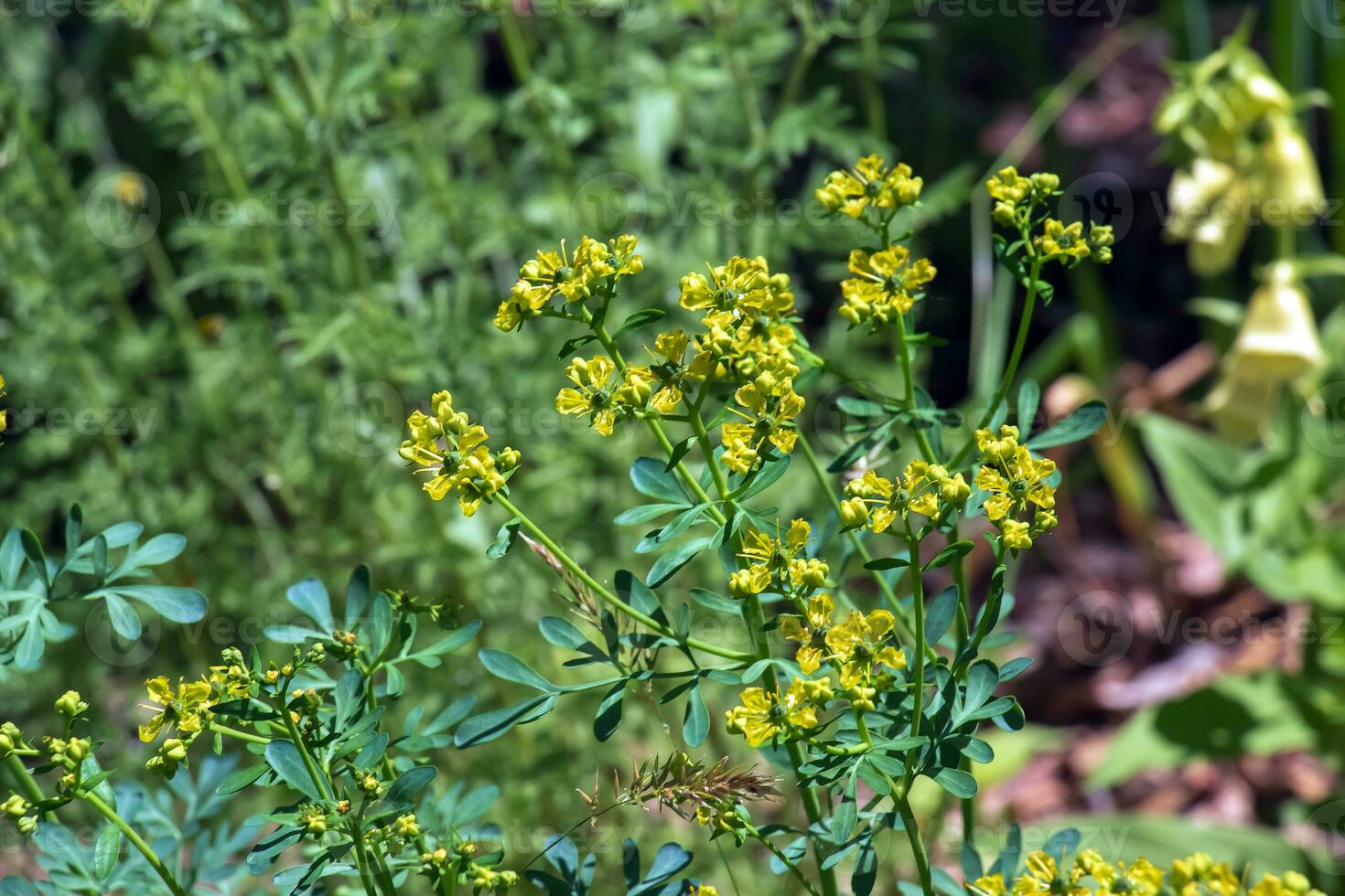 Ruta graveolens, commonly known as the, common rue or herb-of-grace, is a species of Ruta grown as an ornamental plant and herb. It is also cultivated as a medicinal herb, as a condiment. photo