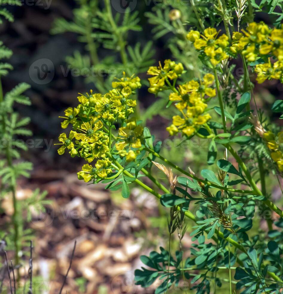 Ruta graveolens, commonly known as the, common rue or herb-of-grace, is a species of Ruta grown as an ornamental plant and herb. It is also cultivated as a medicinal herb, as a condiment. photo