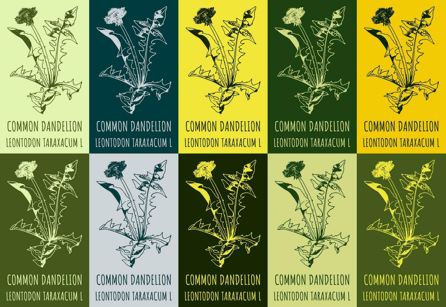 Set of vector drawing of COMMON DANDELION  in various colors. Hand drawn illustration. Latin name LEONTODON TARAXACUM L.