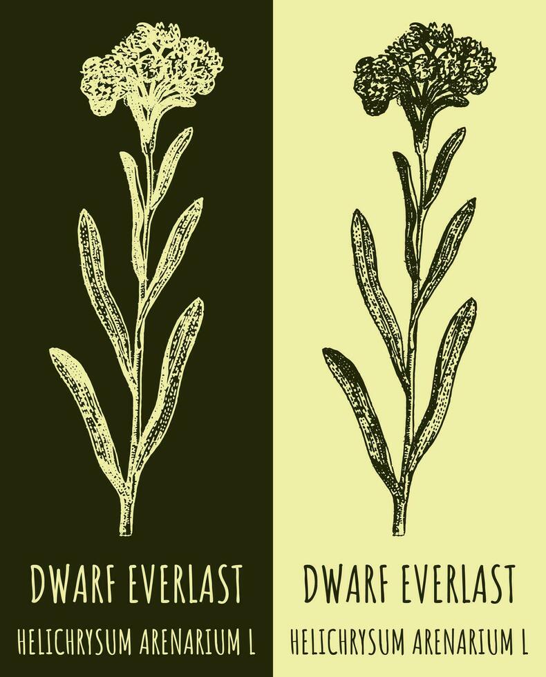 Vector drawings DWARF EVERLAST. Hand drawn illustration. Latin name HELICHRYSUM ARENARIUM L.