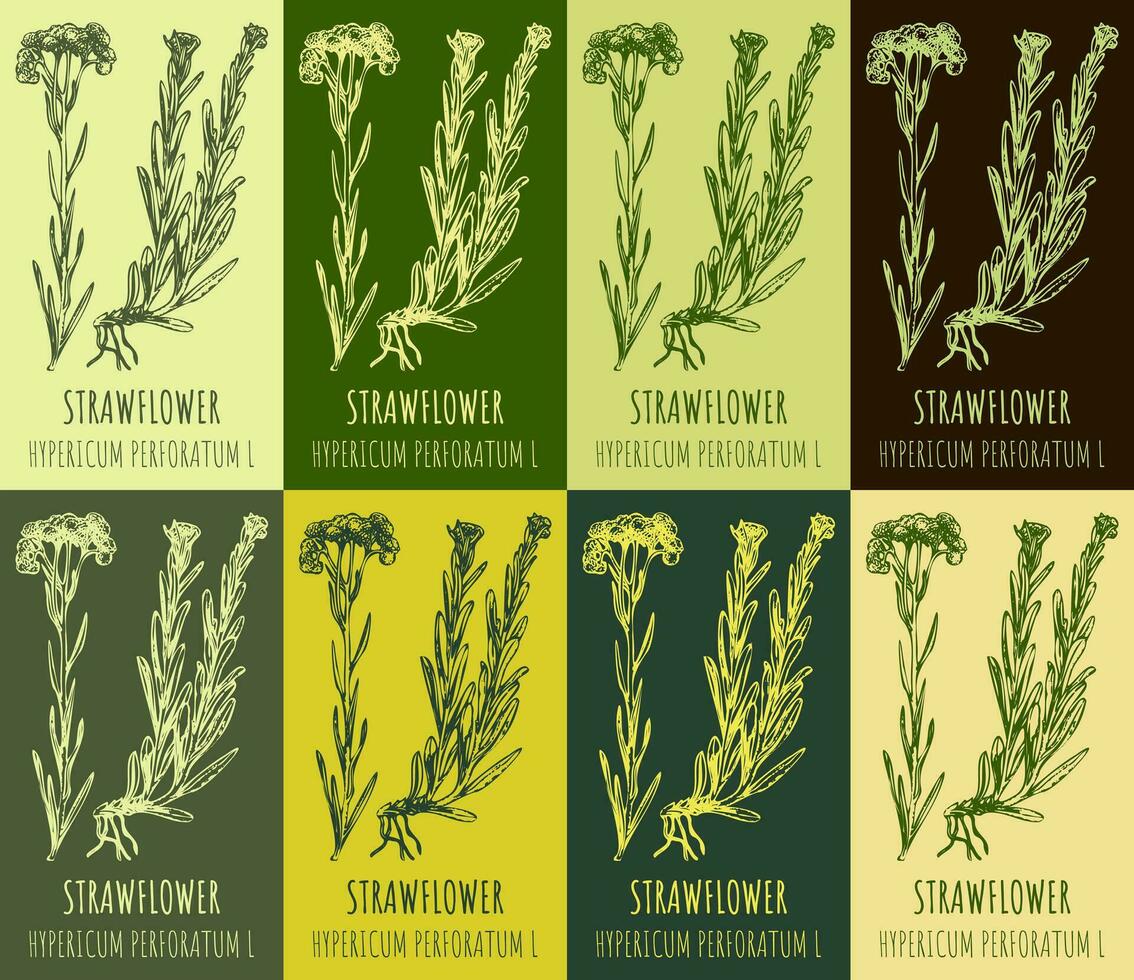 Set of vector drawing of DWARF EVERLAST in various colors. Hand drawn illustration. Latin name HELICHRYSUM ARENARIUM L.