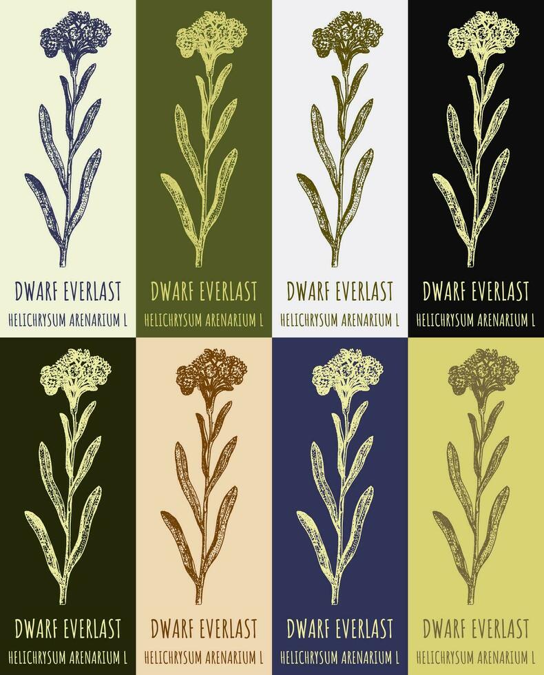 Set of vector drawing of DWARF EVERLAST in various colors. Hand drawn illustration. Latin name HELICHRYSUM ARENARIUM L.