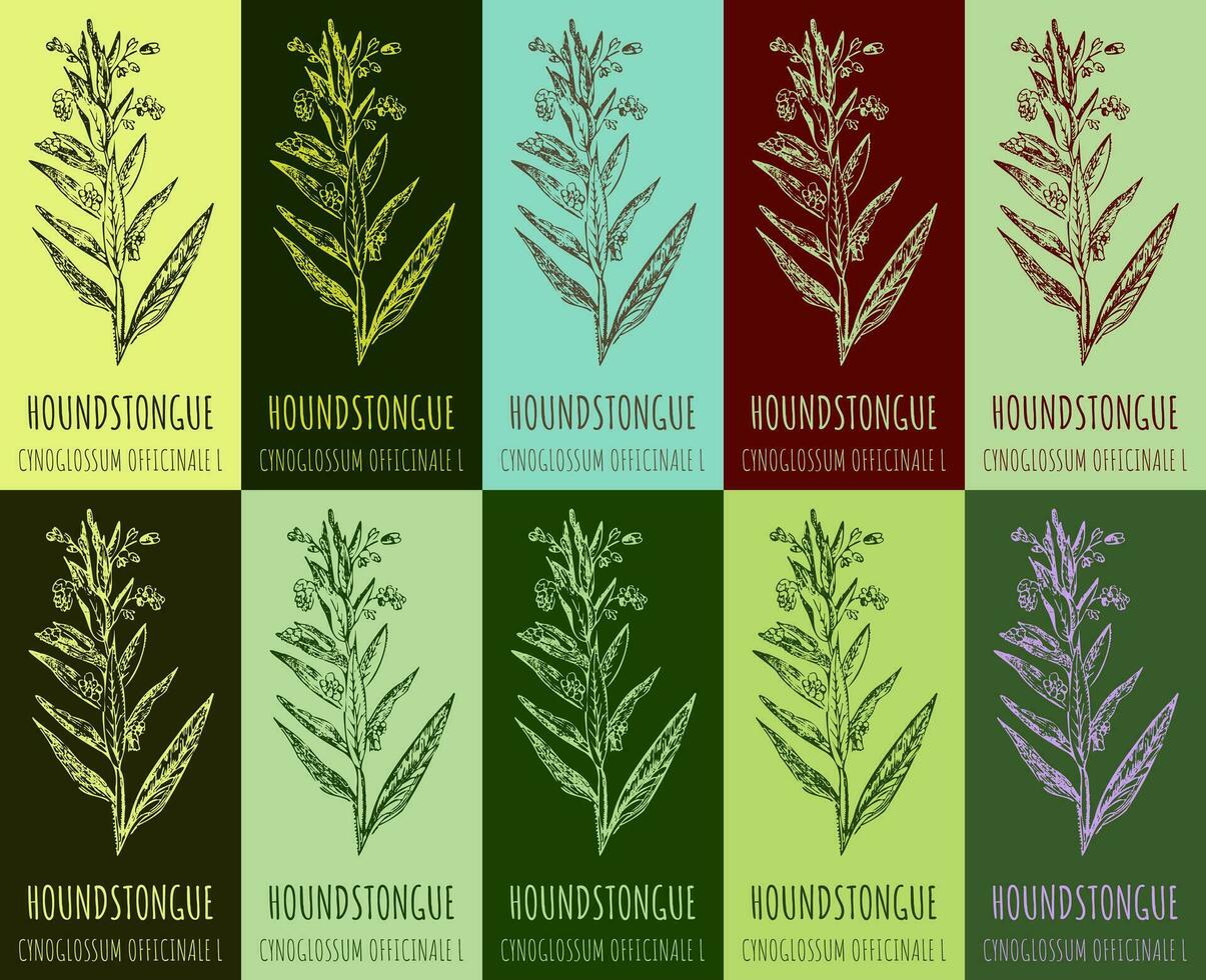 Set of vector drawing of HOUNDSTONGUE in various colors. Hand drawn illustration. Latin name CYNOGLOSSUM OFFICINALE L.