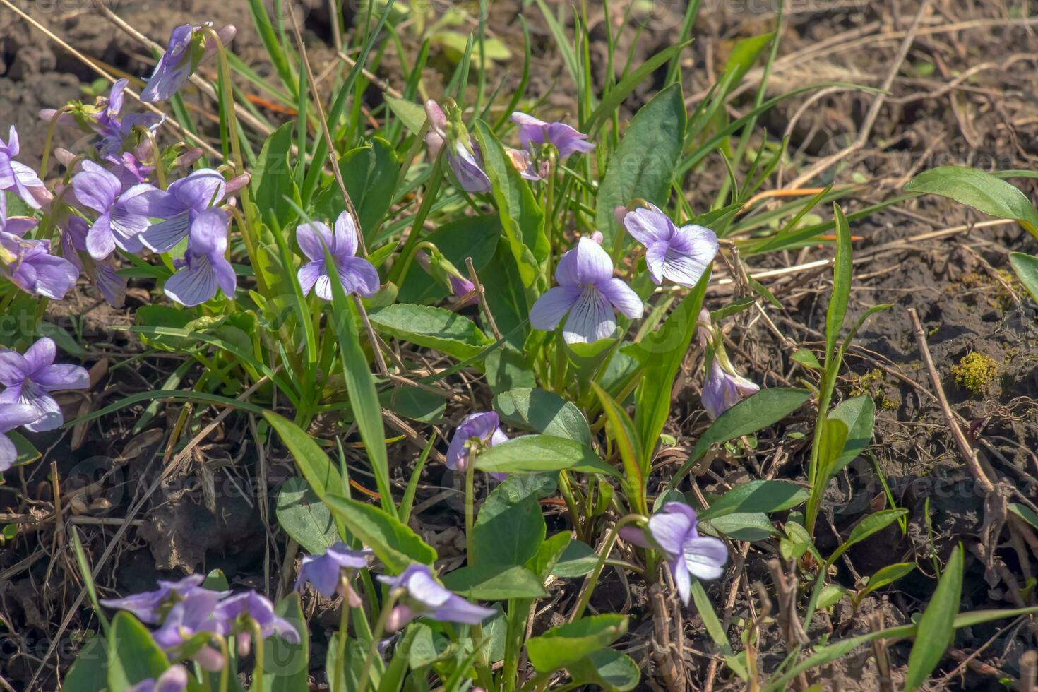 Viola mandshurica is a type of violet. spring flower manchurian violet photo