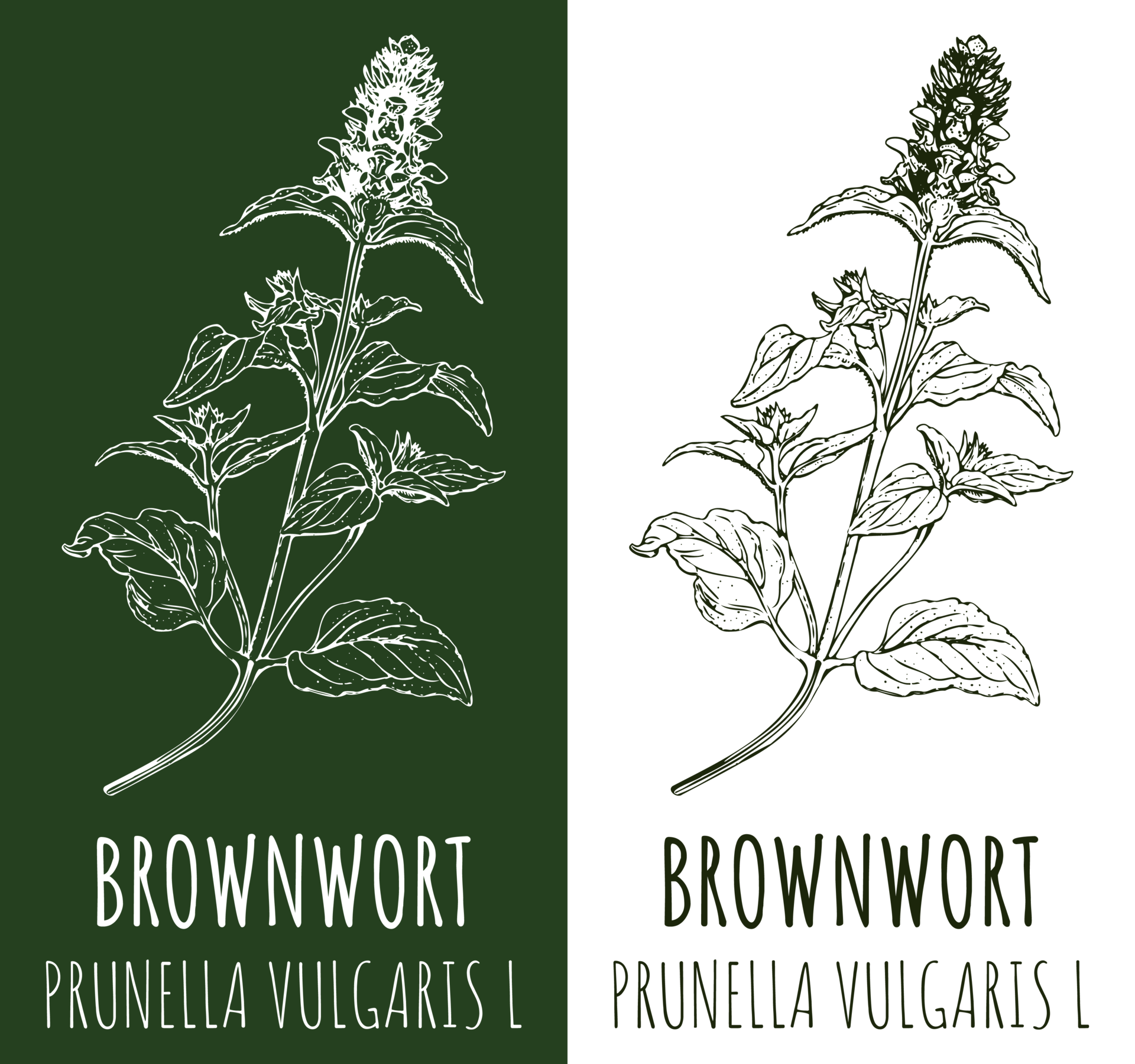 drawings-brownwort-hand-drawn-illustration-latin-name-prunella