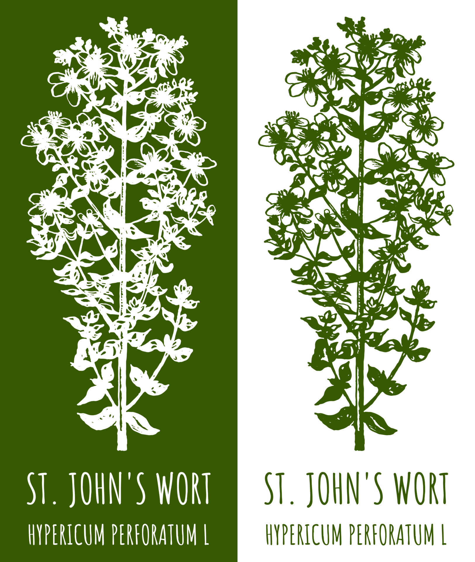 dibujos S t. de juan mosto mano dibujado ilustración. latín nombre