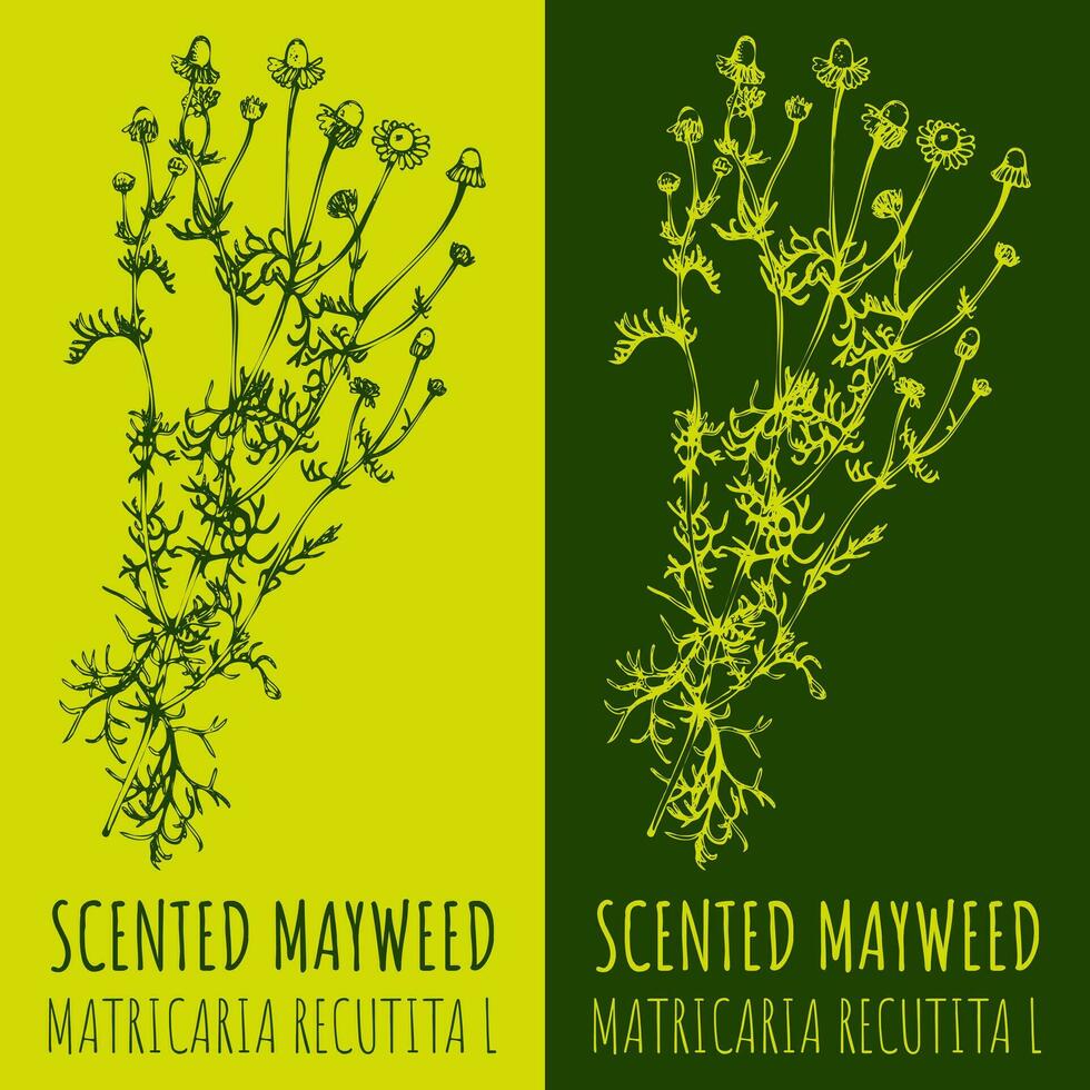 Vector drawings WILD CHAMOMILE . Hand drawn illustration. Latin name MATRICARIA CHAMOMILLA L.