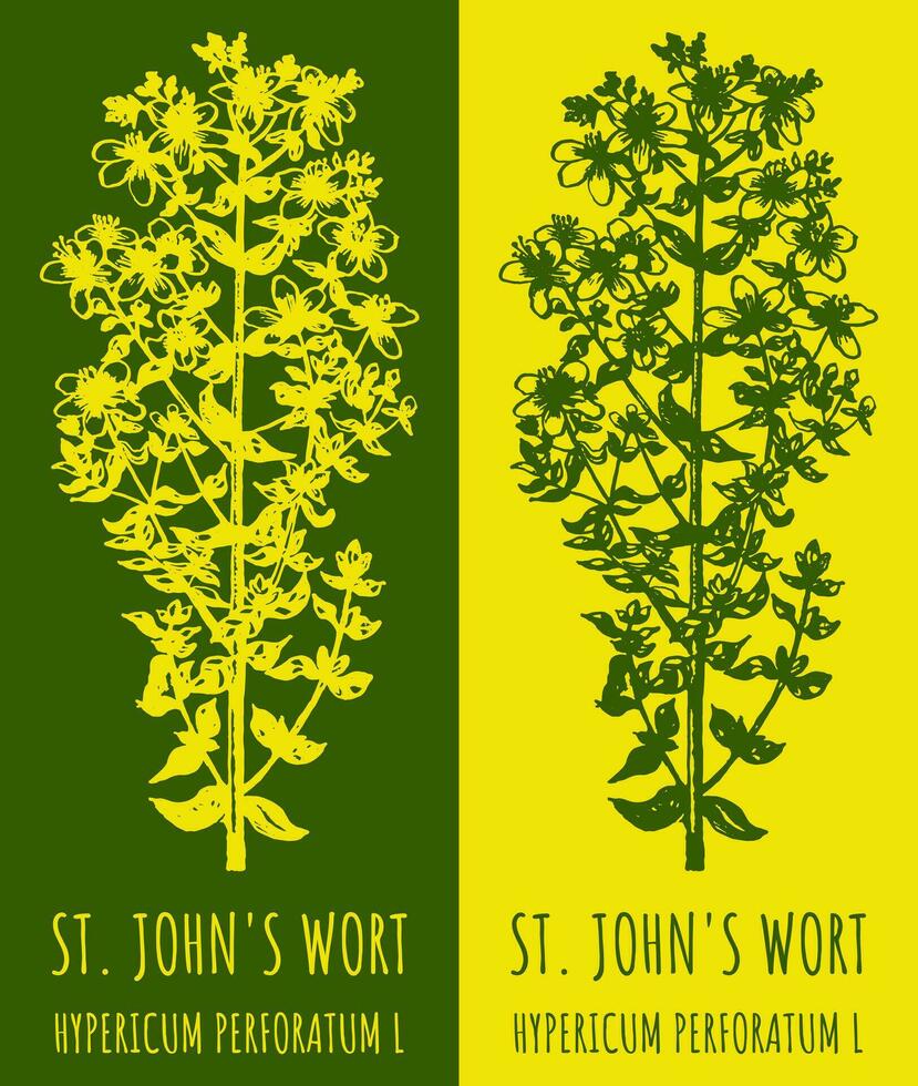 Vector drawings ST. JOHN'S WORT. Hand drawn illustration. Latin name HYPERICUM PERFORATUM  L.