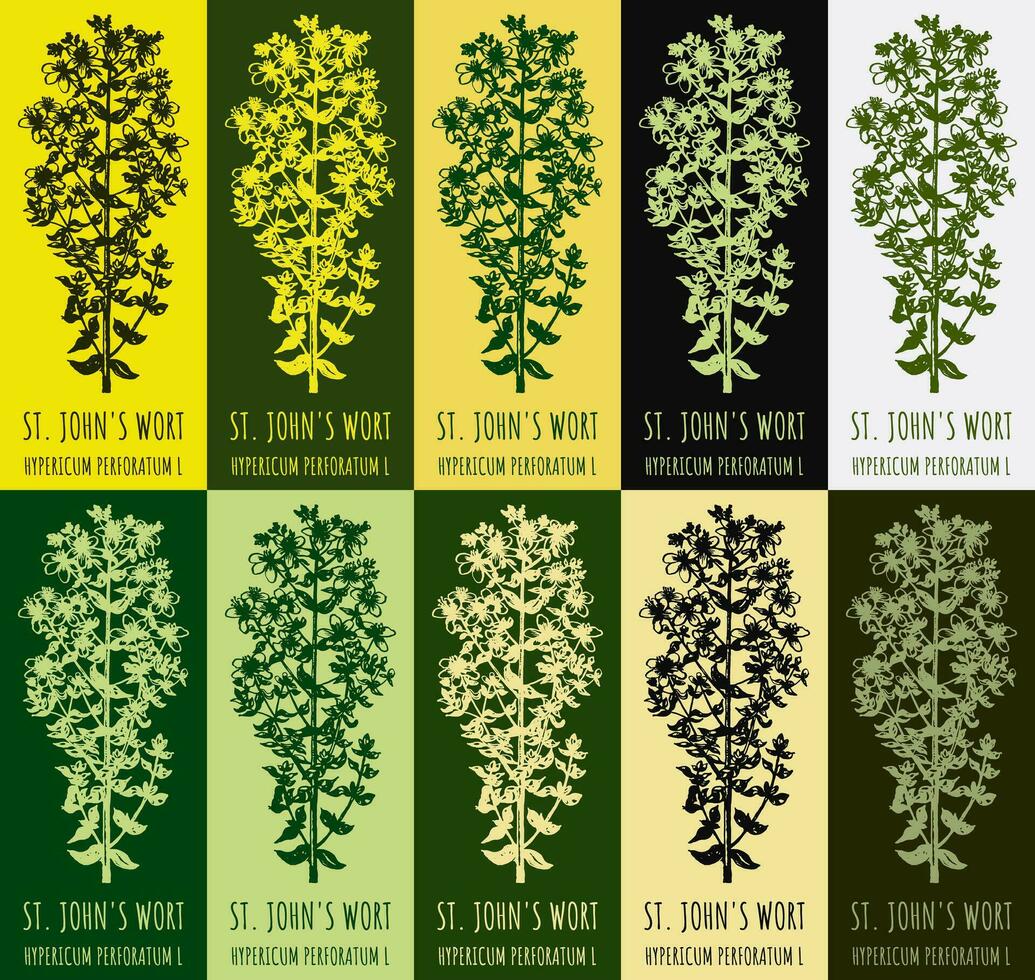 Set of vector drawing of ST. JOHN'S WORT in various colors. Hand drawn illustration. Latin name HYPERICUM PERFORATUM  L.