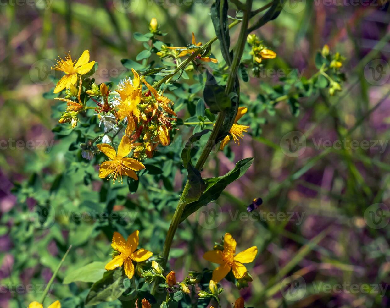 Close-up of a flowering medicinal herb St. John's wort. Latin name Hypericum perforatum L. photo