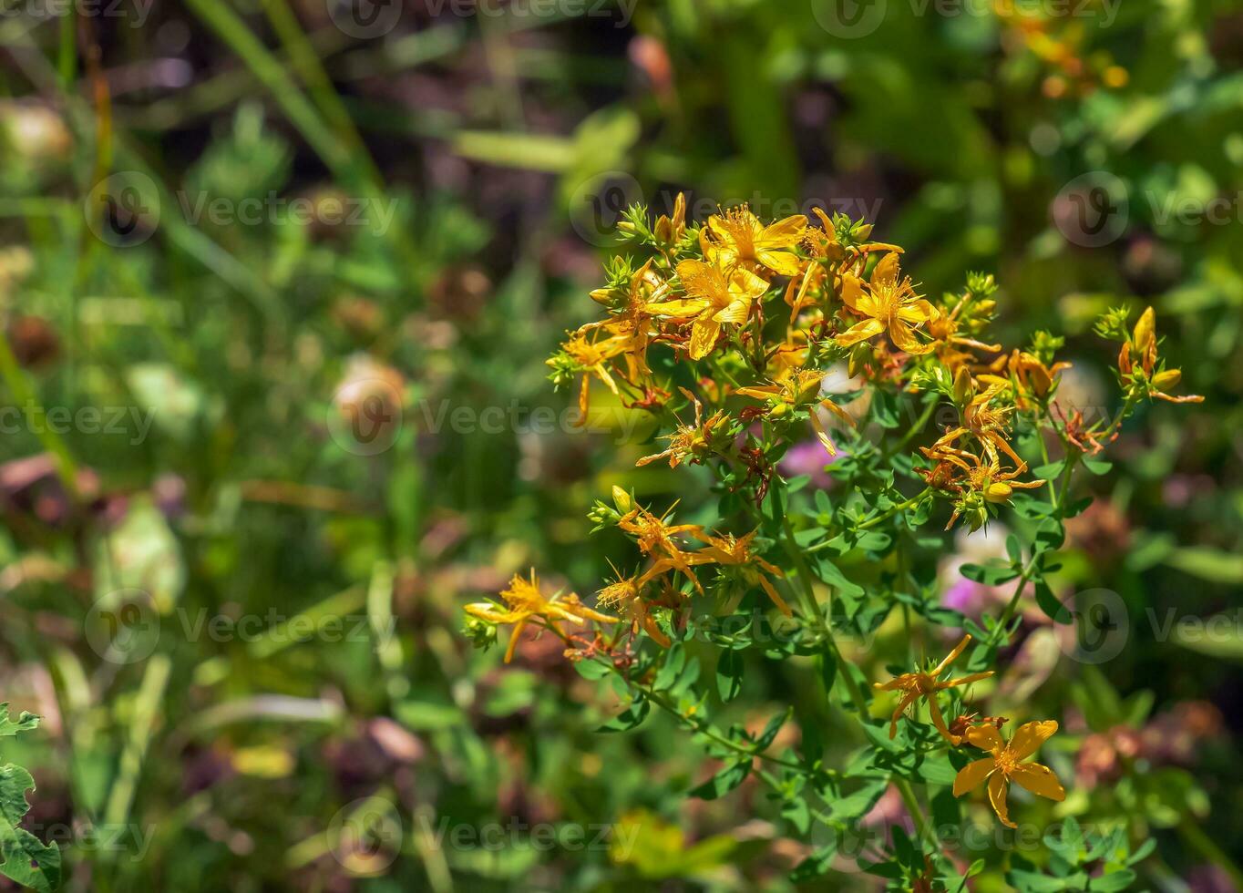 Close-up of a flowering medicinal herb St. John's wort. Latin name Hypericum perforatum L. photo