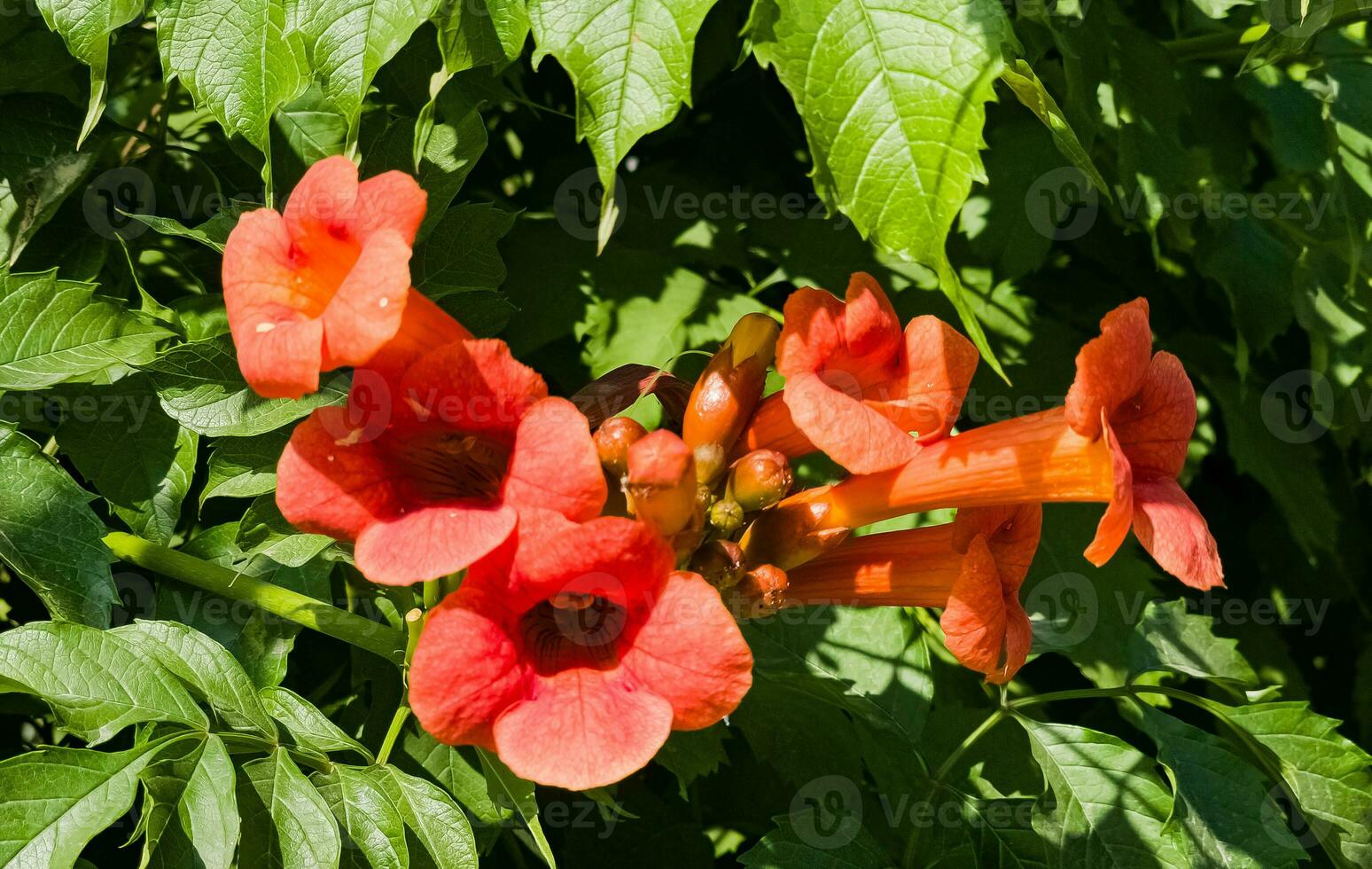 Chinese trumpet creeper stock photo. Image of green, motherly