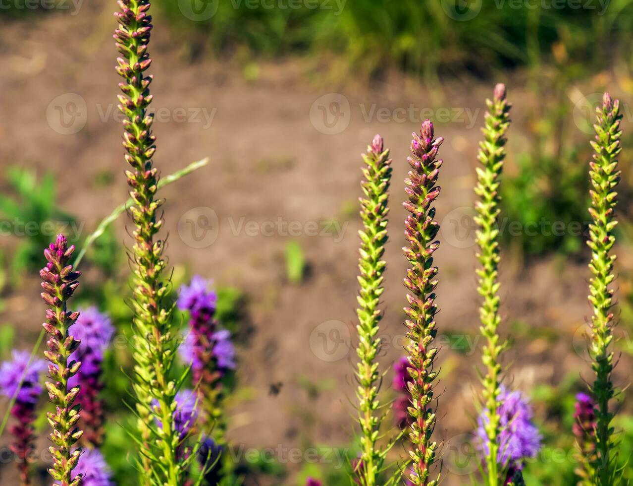 Purple Liatris spicata L flowers close up. Liatris is a genus of ornamental plants in the Asteraceae family photo