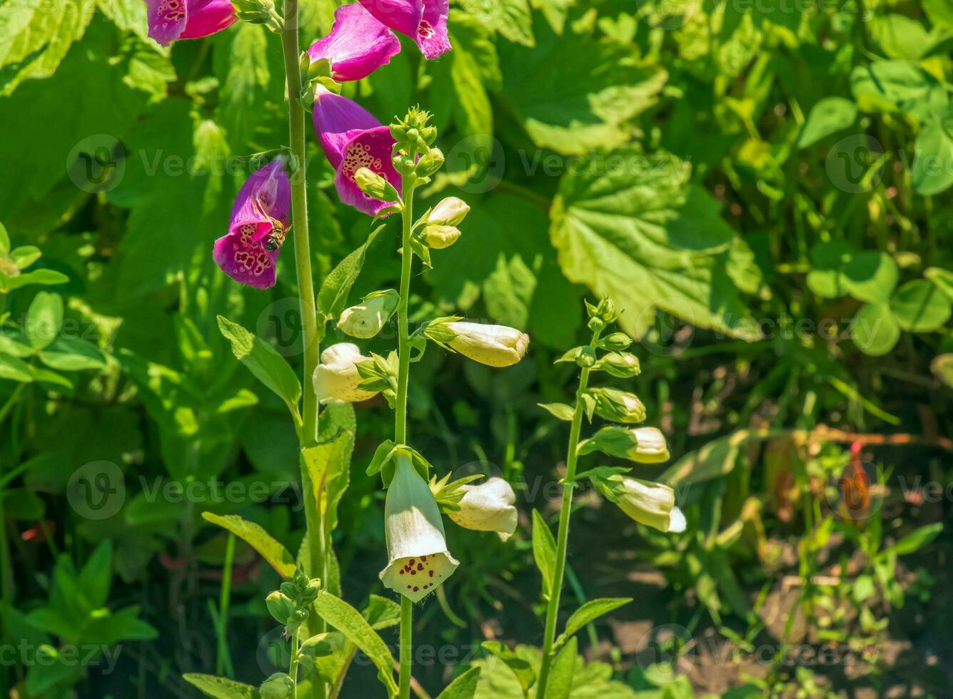 Digitalis grandiflora, foxglove, poisonous and toxic flower. Digitalis purpurea flower. photo