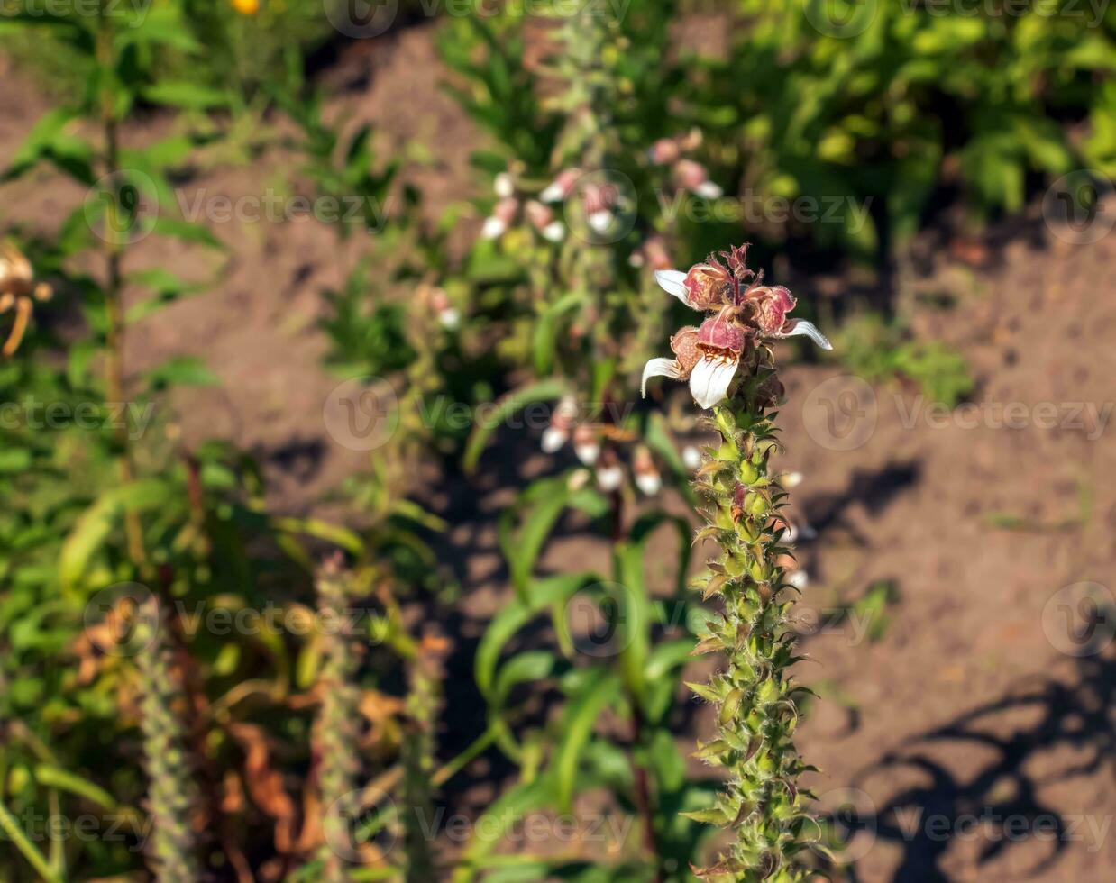 Digitalis lanata wooly foxglove flower plant closeup on natural background photo