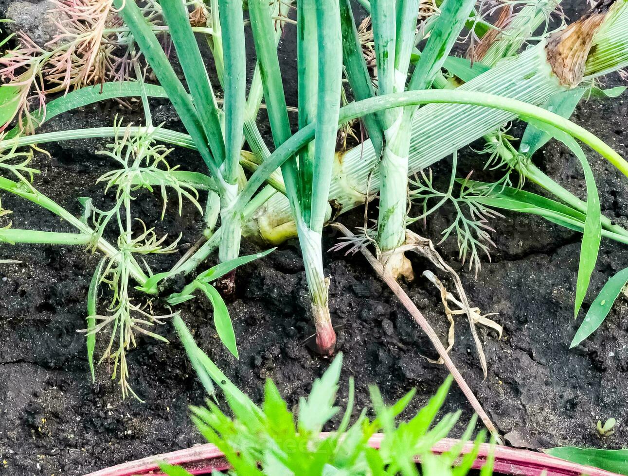 Onion plantation in the garden. Green onions grow in the garden. Dutch blue onion grows in the ground. photo