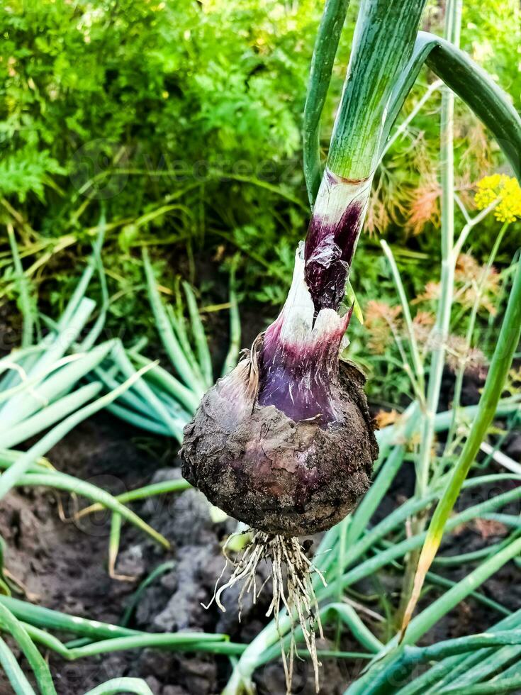 Onion plantation in the garden. Green onions grow in the garden. Dutch blue onion grows in the ground. photo