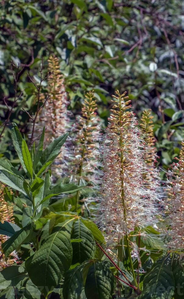 Flowers from Aralia Continentalis, or spikenard, is a genus of the family Araliaceae photo