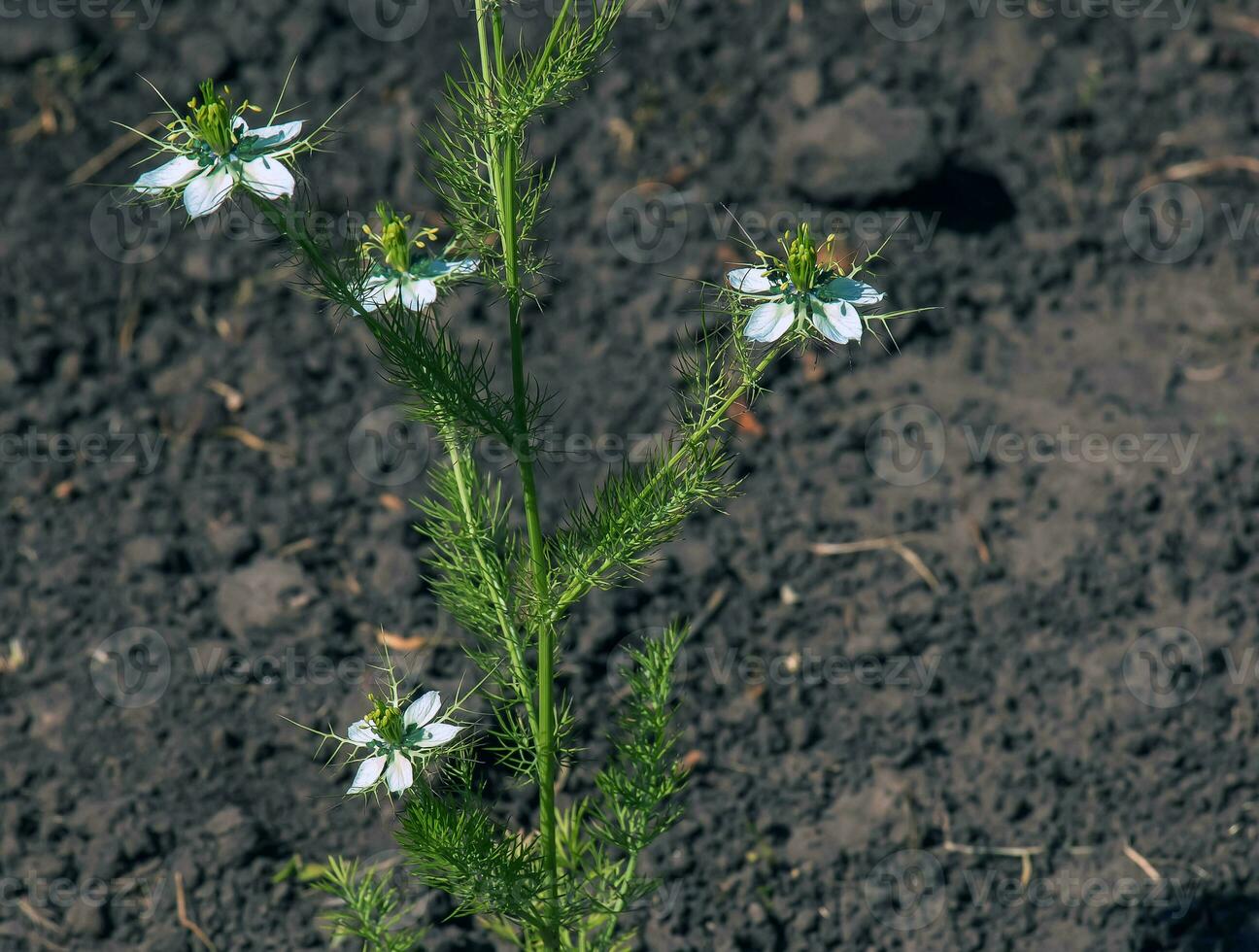 White flowers love-in-a-mist, or devil in the bush flower or Nigella damascena L in the Dnieper Botanical Garden in Ukraine. photo