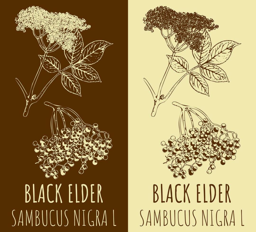 Vector drawing BLACK ELDER. Hand drawn illustration. The Latin name is SAMBUCUS NIGRA SAMBUCUS NIGRA  L.