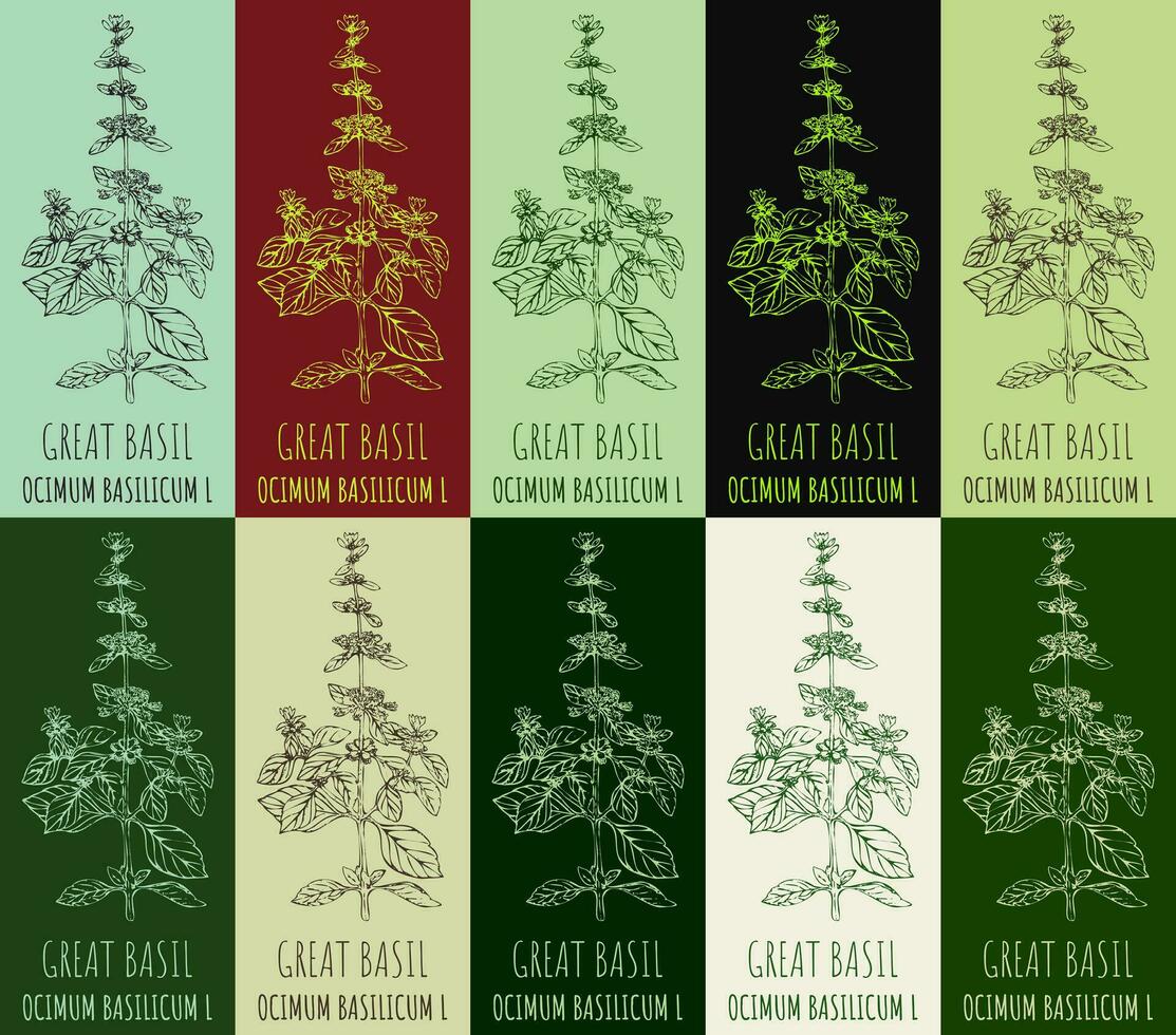 Set of vector drawing GREAT BASIL in various colors. Hand drawn illustration. The Latin name is OCIMUM BASILICUM L.
