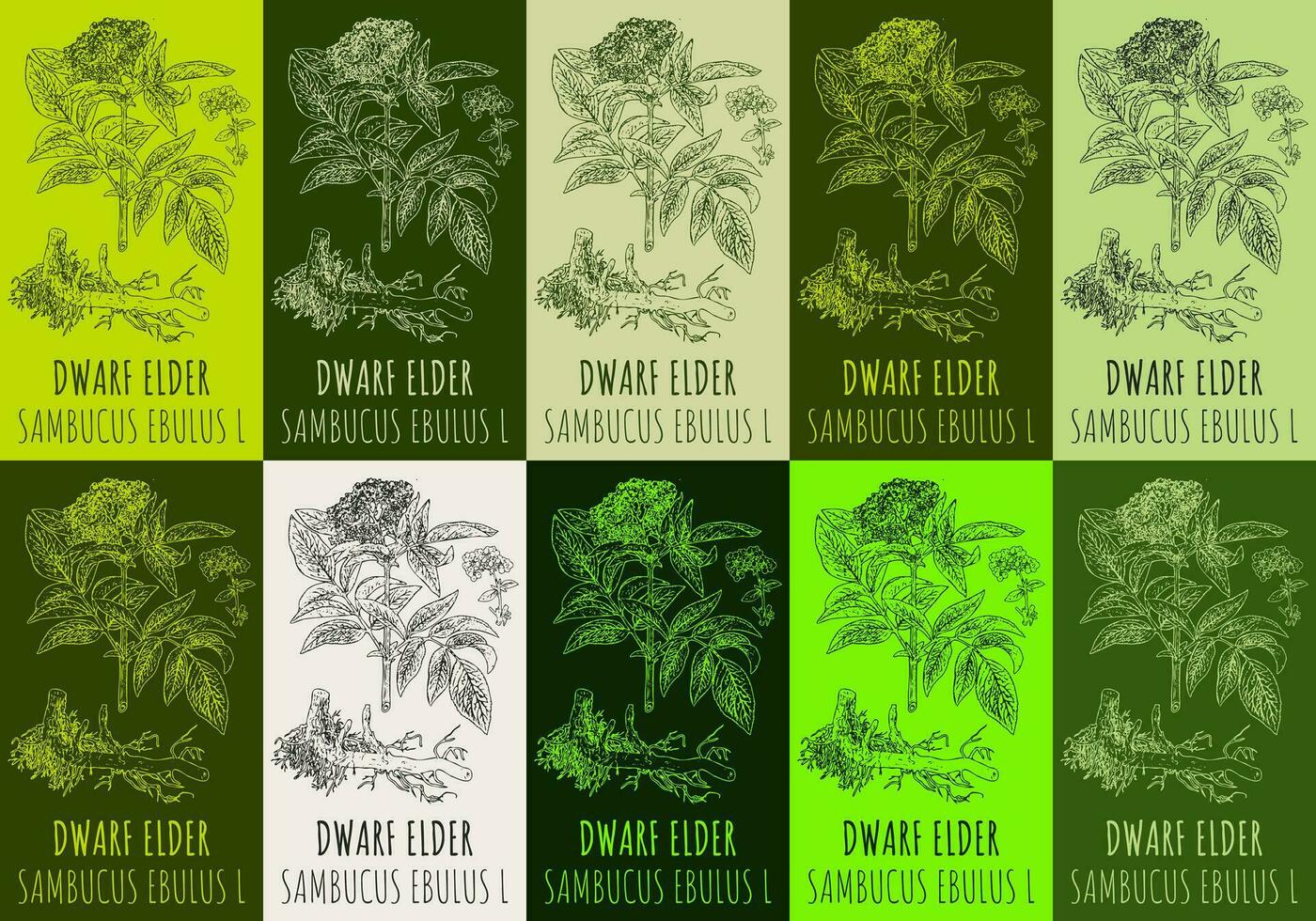 Set of vector drawing DWARF  ELDER in various colors. Hand drawn illustration. The Latin name is SAMBUCUS EBULUS  L.