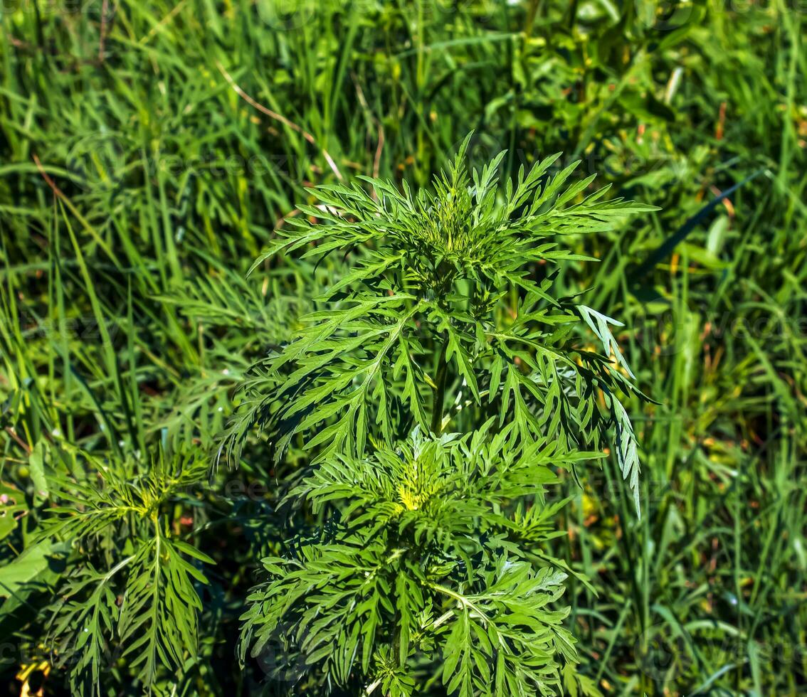 Ambrosia sagebrush before flowering. Ambrosia bloom has an extremely negative impact on human health and agriculture. photo