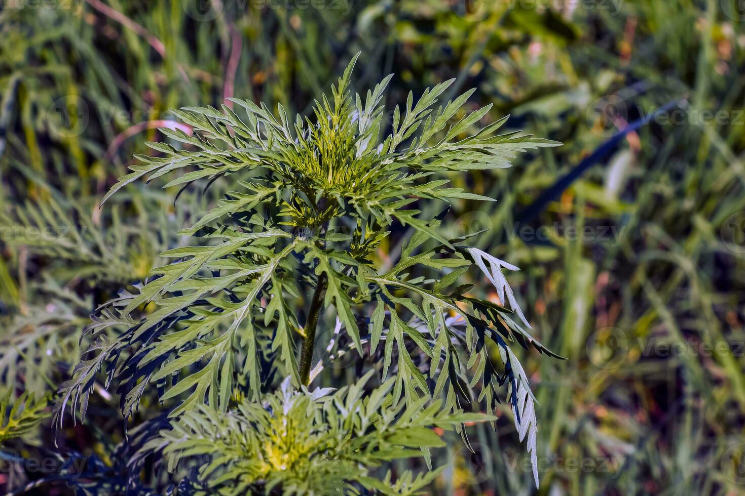 Ambrosia sagebrush before flowering. Ambrosia bloom has an extremely negative impact on human health and agriculture. photo