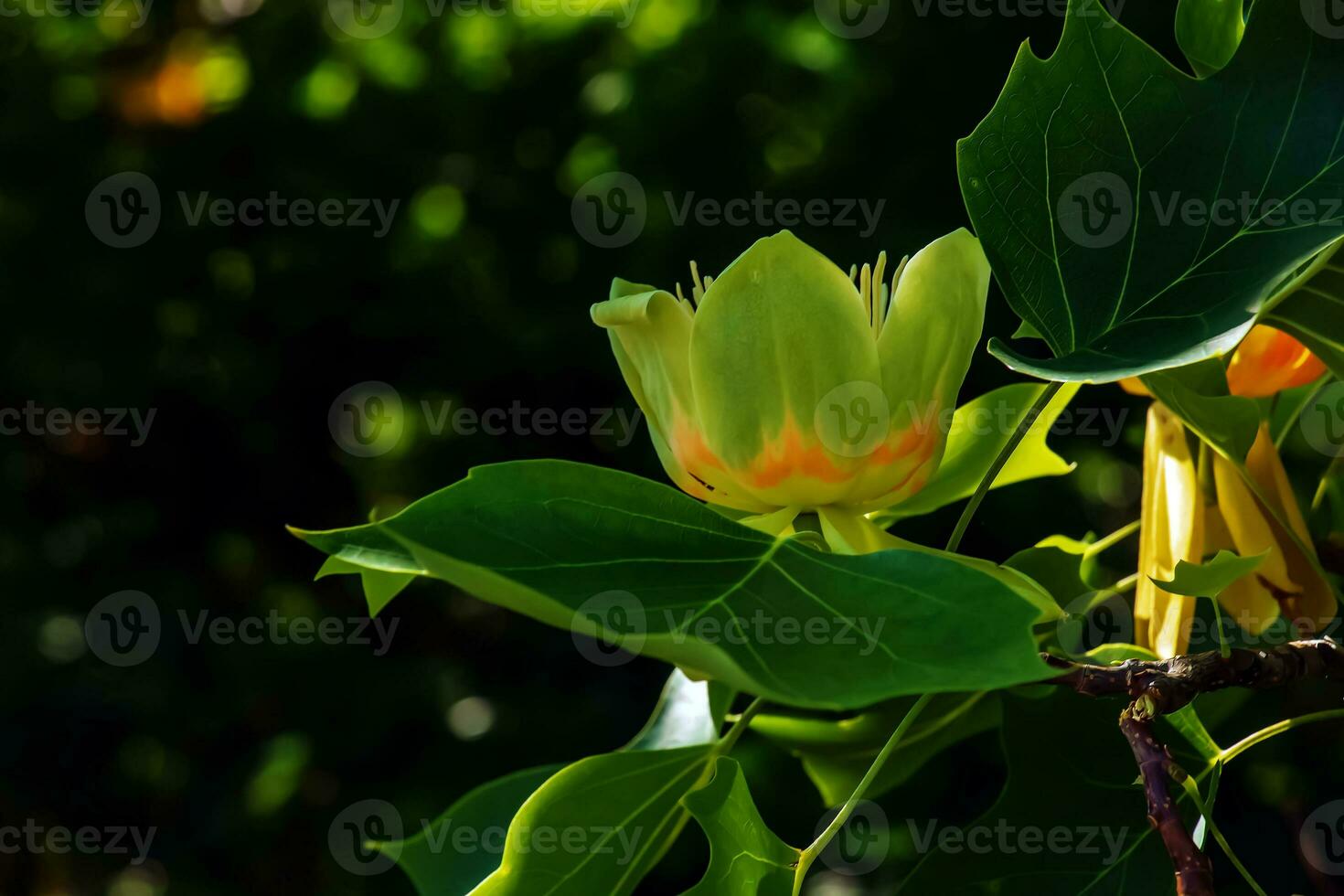 Tulip tree branches with flowers and buds. Latin name Liriodendron tulipifera L photo