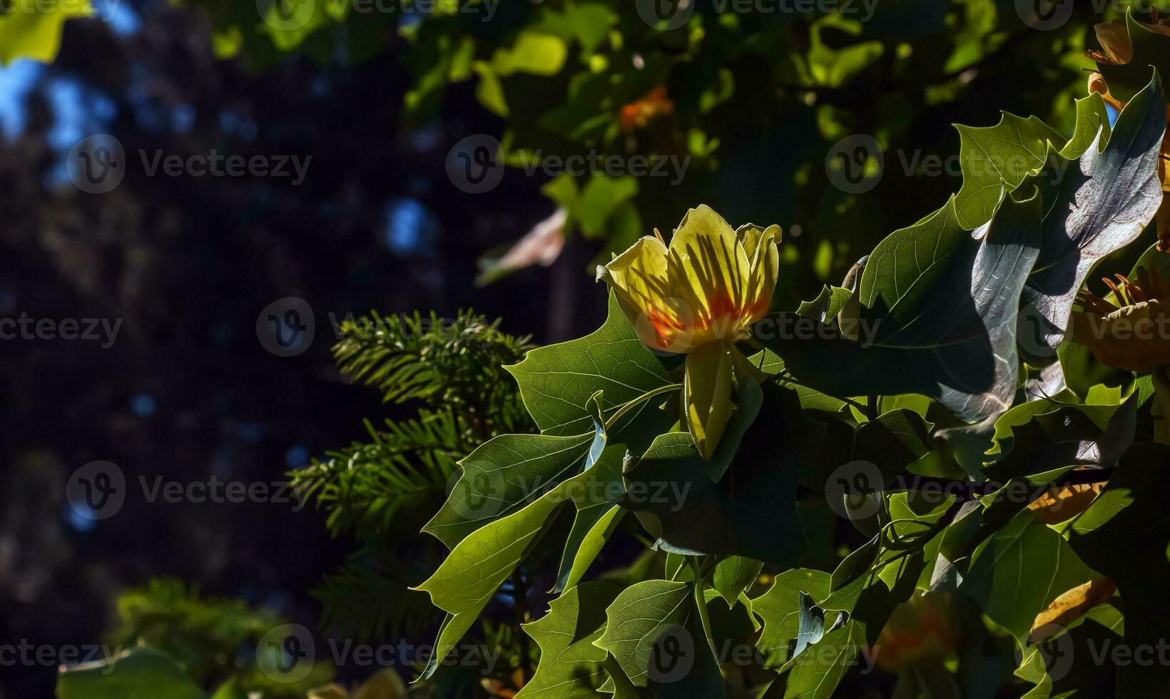 Tulip tree branches with flowers and buds. Latin name Liriodendron tulipifera L photo