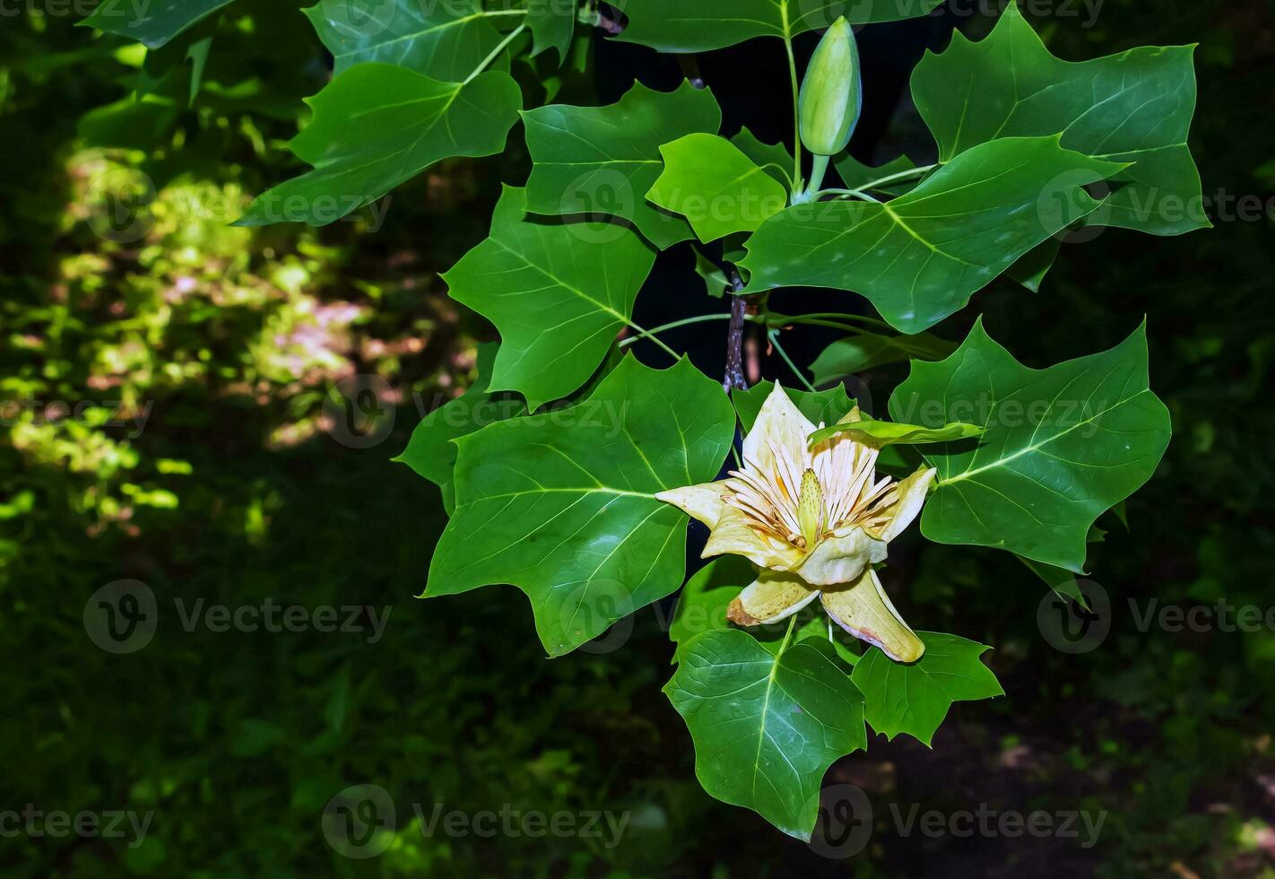 Tulip tree branches with flowers and buds. Latin name Liriodendron tulipifera L photo