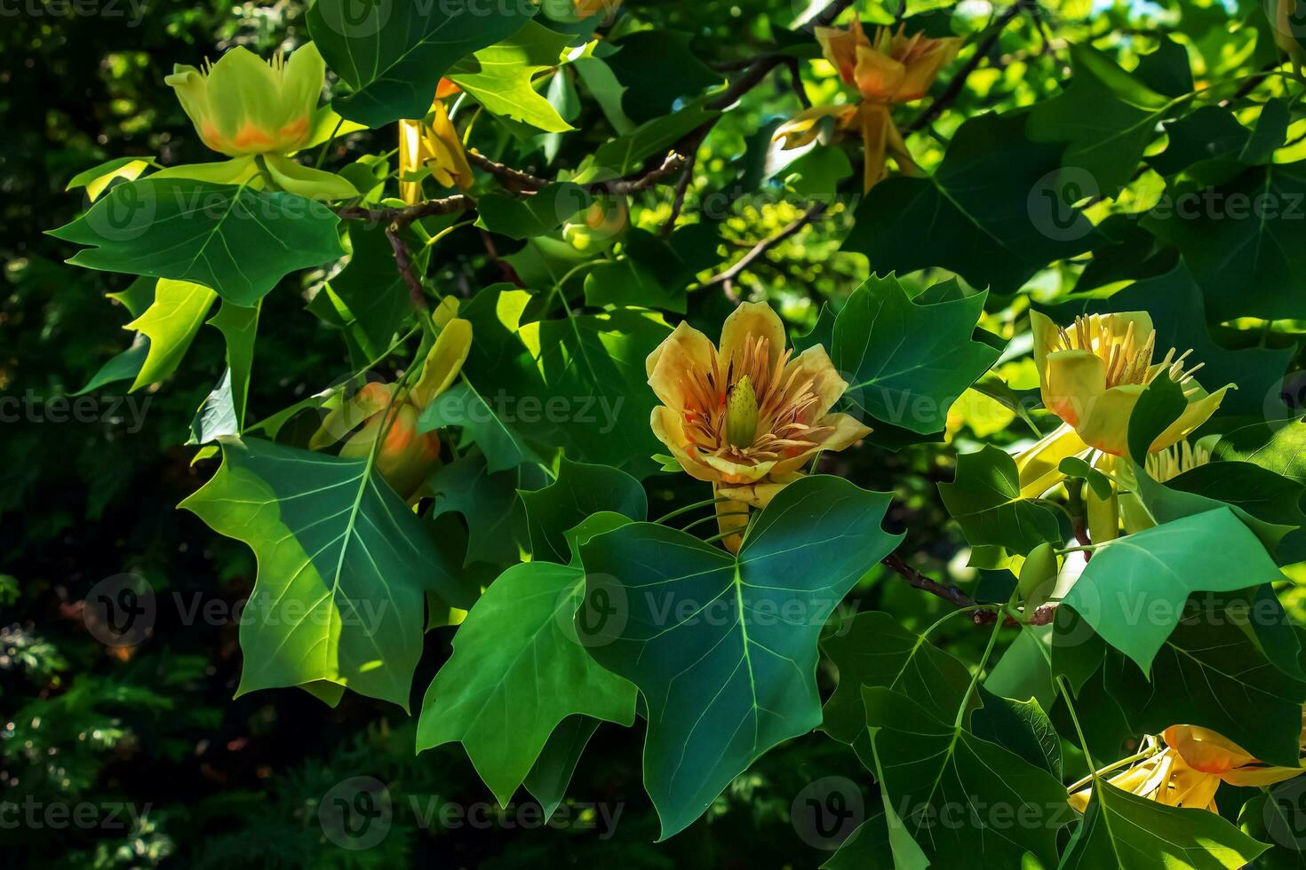 Tulip tree branches with flowers and buds. Latin name Liriodendron tulipifera L photo