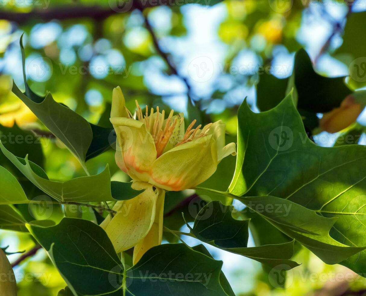 Tulip tree branches with flowers and buds. Latin name Liriodendron tulipifera L photo