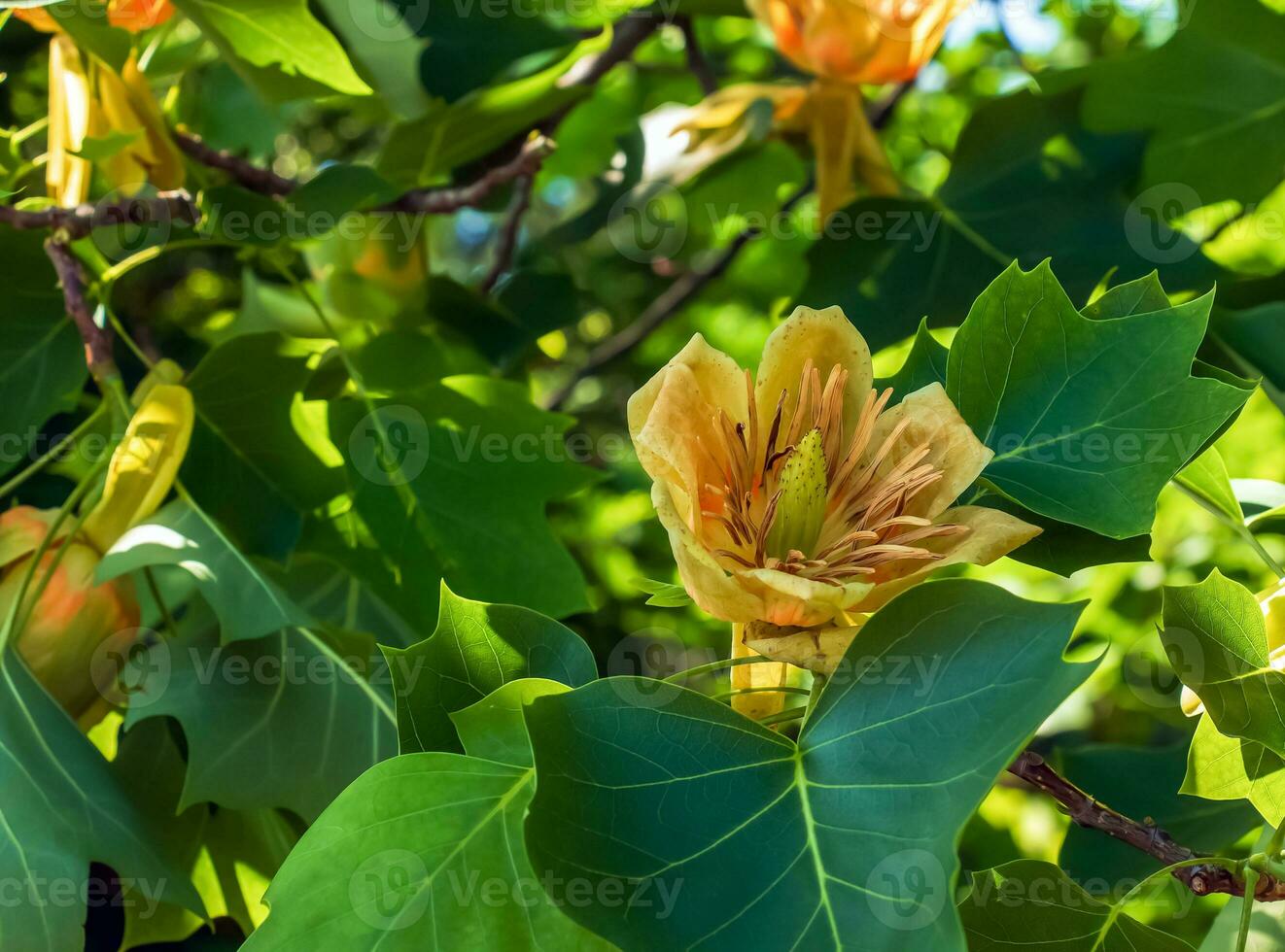 Tulip tree branches with flowers and buds. Latin name Liriodendron tulipifera L photo