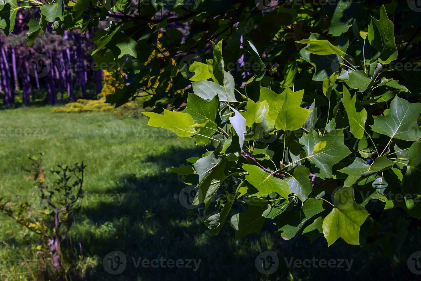 Tulip tree branches with flowers and buds. Latin name Liriodendron tulipifera L photo