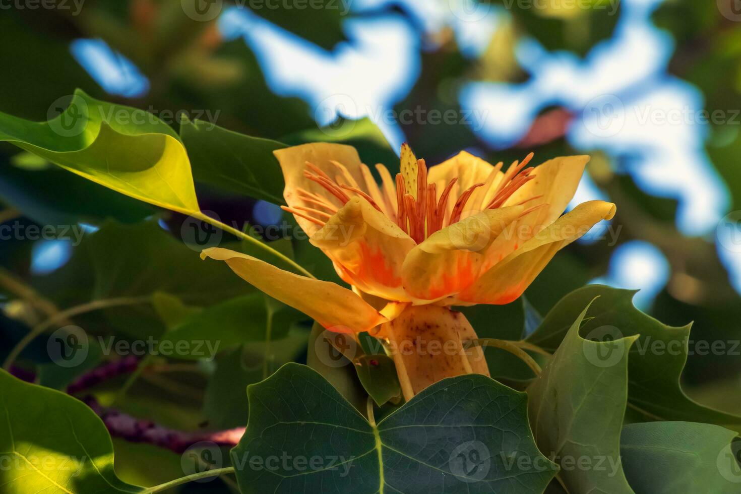 Tulip tree branches with flowers and buds. Latin name Liriodendron tulipifera L photo