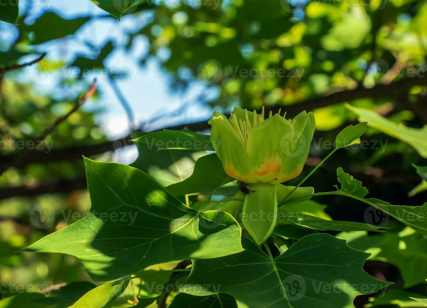 Tulip tree branches with flowers and buds. Latin name Liriodendron tulipifera L photo